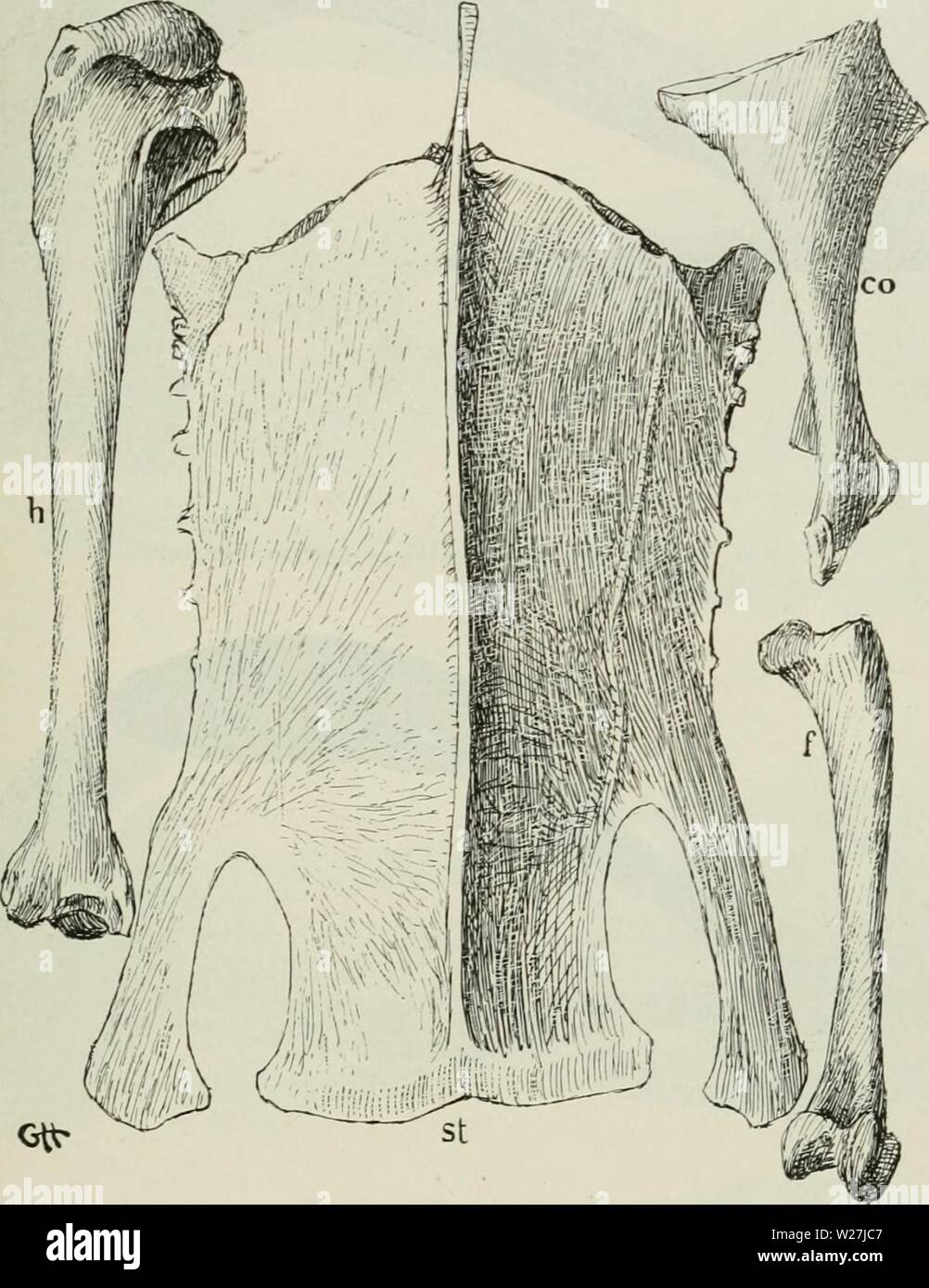 Archiv Bild ab Seite 284 von Dansk ornithologisk forenings Tidsskrift" (1907). Dansk ornithologisk forenings Tidsskrift" danskornithologi 08 dans Jahr: 1907 257 Ca. 23 Mdr. Gammel; dens Vinge maalte 254 mm, dens Vaegt var 1812 gr; dens Hoden vare smaa. Ich stor Udstraekning Forvingen brunsort, med. kun Faa hvidbrogede Fjer, de krumme Armsving - fjer hovedsagelig Sorte. Ich Svingfjerenes Laengde i Forhold til Halen har det ikke Abb. 13. Som. Moll. faeroeensis Br. r'/4 191 - - Nolsø, Faeraerne. (Samme Formindskelse som Abb. 12. Bogstaverne haben samme Betydning). vaeret muligt at se nogen Forskel mellem Stockfoto