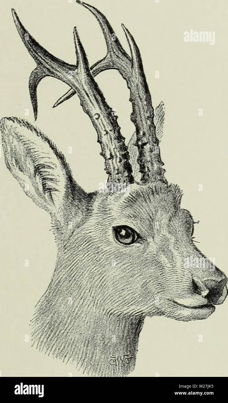 Archiv Bild ab Seite 284 Der Hirsch von allen Ländern;. Der Hirsch vor allen Ländern; eine Geschichte der Familie Cervidae lebenden und Ausgestorbenen deerofalllandshi 00 lyde Jahr: 1898 Europäische Roe 225 Jeder weiß auf der Kruppe, aber heller auf der Unter-teile; eine schwärzliche Streifen über den behaarten Teil des Fanges, Schneiden der Teil der Nasenloch behindern und zu laufen, um den Winkel der Mund, und einige kleine weißliche Markierungen in dieser Region; vor Gesicht bunt Grau, dunkelsten unterhalb der Augen; spät in der Saison eine buffish Steiß-Patch produziert, anscheinend durch Ausbleichen der Haare. Winter Fell sehr viel dicker und c Stockfoto