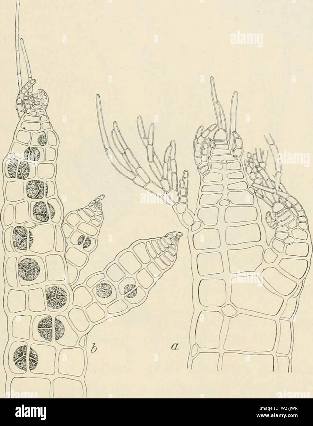 Archiv Bild ab Seite 286 von Dansk botanisk Arkiv (1913-1981). Dansk botanisk Arkiv danskbotaniskark 03 dans Jahr: 1913-1981 F. Børgesen: Reptilia des Dänischen W. Indies. 279 Die antheridial steht (Abb. 279) sind von der ersten Seite gebildet - Zweig der trichoblast. Sie sind ziemlich dick, subcylindrical, mit einer fast kugelförmigen, dickwandigen, steril, apikal Zelle; manchmal zwei gefunden. Die fruchtbarsten Teil ist bis zu 200 cm lang und 60" Breite. Die fruchtbaren trichoblasts sind in den Gipfel der Filamente gefunden. Die antheridial Pflanzen sind etwas schlanker als die mit Bild. 278. Polysi Stockfoto