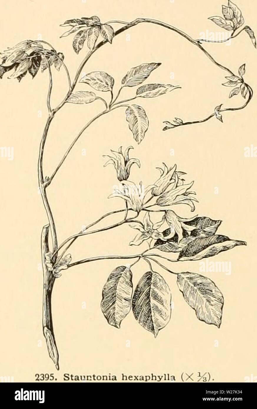 Archiv Bild ab Seite 287 der Cyclopedia der amerikanischen Gartenbau. Cyclopedia der amerikanischen Gartenbau: Bestehend aus Anregungen für den Anbau von Gartenpflanzen, Beschreibungen der Arten von Obst, Gemüse, Blumen und Zierpflanzen in den Vereinigten Staaten und in Kanada verkauft, zusammen mit geographischen und Biographische Skizzen cyclopediaofame 04 Kaution Jahr: 1906 1720 Statistik Waren des Blumenhandels, Saatgut raisiug, die Baumschule business, und Weinbau waren Themen der Sonderberichte im Elev-enth Volkszählung, 1890. In diesem Cyclopedia Statistiken ap - Birne unter solchen großen Themen wie Horticul Stockfoto