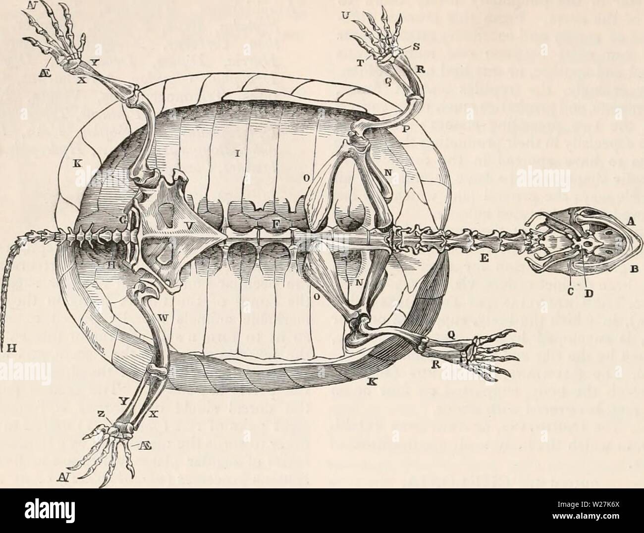 Archiv Bild von Seite 287 des cyclopaedia von Anatomie und. Die cyclopaedia von Anatomie und Physiologie cyclopdiaofana 0401 Todd Jahr: 1847 266 REPTILIA. Abb. 177. Skelett der Schildkröte. A, Superior maxilla; B, minderwertige Maxilla; c, ossiculnm Auditus; D, os-hyoides; E, Halswirbel, Brustwirbel; F; G; H, Kreuzbein, kaudaler Wirbel; Ich, dorsalen Rippen; ic, Rn Waagen; N, Schulterblatt; o, coracoid Knochen; p, os Humerus (Flügelknochen); Q, Radius; E, ulua; s, Knochen des Karpal; T, Mittelhandknochen; u, digitale Phalangen; V; w, Becken, Oberschenkel, Schienbein; X; Y; Z, Fibel, tarsus; als., hintermittelfuss; A.V., phalangen Stockfoto