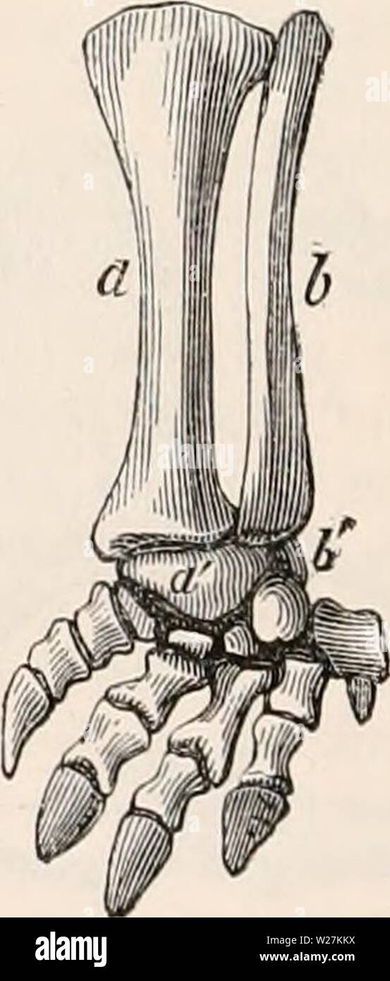 Archiv Bild von Seite 289 des cyclopaedia von Anatomie und Stockfoto