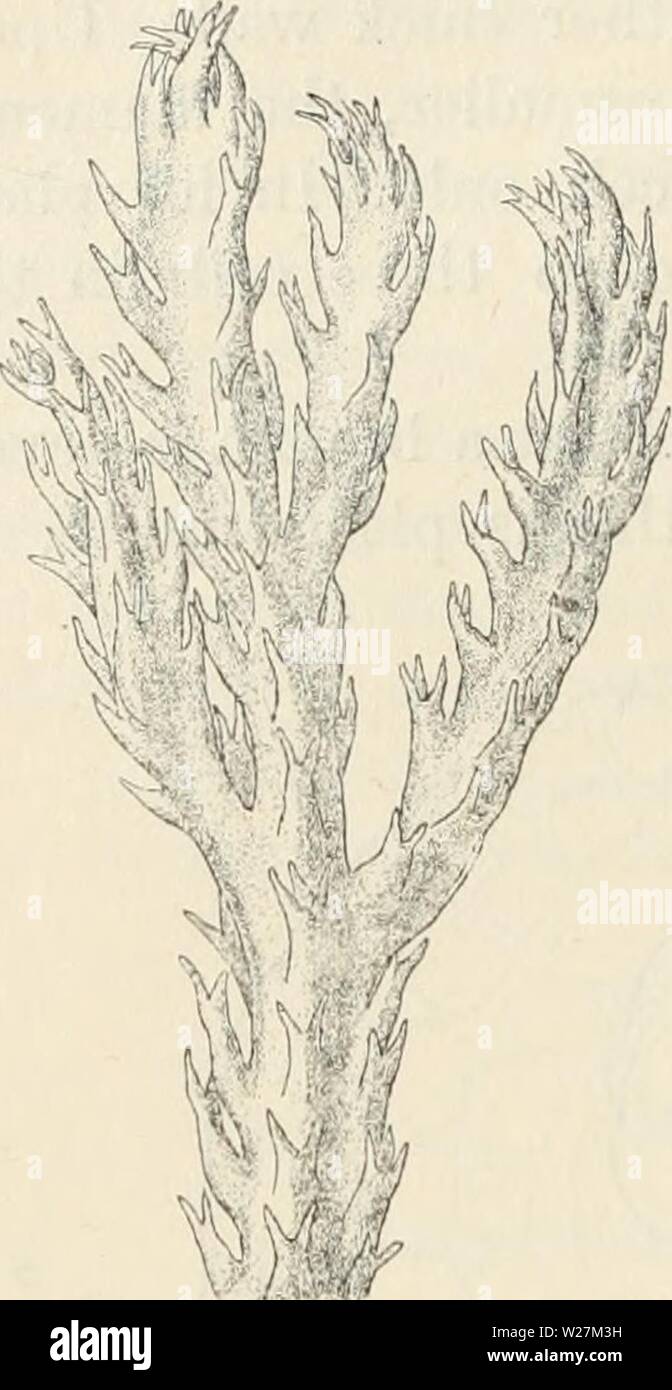 Archiv Bild ab Seite 291 der Dansk botanisk Arkiv (1913-1981). Dansk botanisk Arkiv danskbotaniskark 03 dans Jahr: 1913-1981 284 Dansk Botanisk Arkiv, Bd. 1, Bl. 3. Nr.1. Abb. 283. Trique - trwn Bryothamnioti (Gmel.) Howe. Teil einer Pflanze. (Ca. 3:1), sondern tiefe Wasser in einer Tiefe von 20 Metern oder mehr. Die Pflanzen vom tiefen Wasser genommen sind schlank und sind nicht viel verzweigter, diejenigen aus shal - niedrige Wasser robuster sind und reich verzweigt. Diese Art ist recht häufig an den Ufern der Inseln. Geogr. Distrib.: West Indies, BH-Zil, die Atlantische Küste von Afrika. Bryothanmion Seaforihii (Einschalten.) K Stockfoto