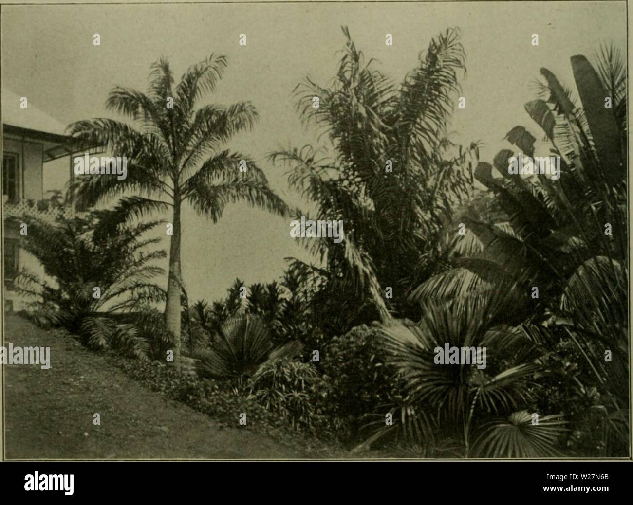 Archiv Bild ab Seite 297 von Das Leben der Pflanze (1906). Das Leben der Pflanze daslebenderpflan 06 fran Jahr: 1906 258 2) § Ein; ropenflima. Öiri) t. lüic lüir fie flciuolint finb. Ssabcrianbt is also in feinem Surf)" (Sinus bütanifrfic Iropcn = reife 'fülgenbe 6 (ilbcrung: "Xer. s> immcl erfrf) eint üun lirf) tcr, lueifelirfiblauer I3-Ärbung. Seim 5 lqiiarcflicren burfte irf] immer nur bic (irfiteften Tom § BohciiU blau in ilnmenbung bringen werden, unb Ijäufig fragte Irf) mirf), ob Mann Ben teurfjtcnben § immcl über() aupt bürfe norfj blau nennen. Xic L'eurfjtfraft bc §. OimmcISgemülbcö ift mcitouS größer aU Stockfoto