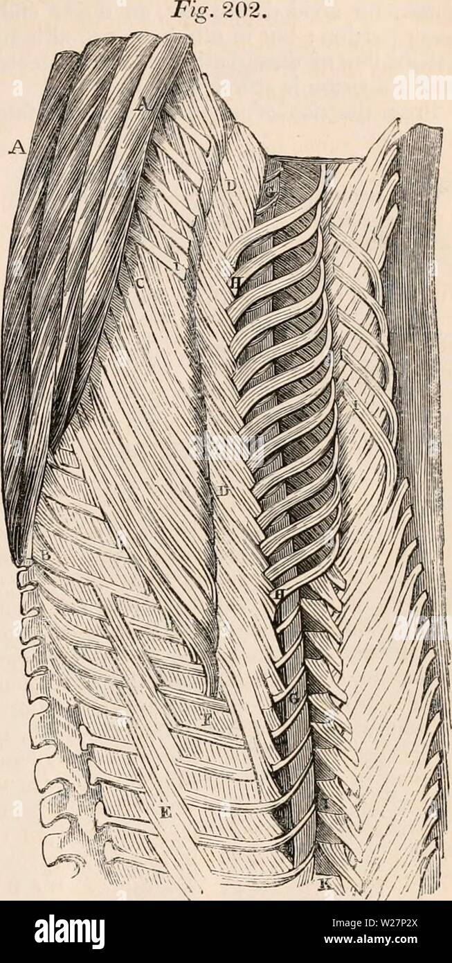 Archiv Bild von Seite 302 des cyclopaedia von Anatomie und. Die cyclopaedia von Anatomie und Physiologie cyclopdiaofana 0401 Todd Jahr: 1847 REPTILIA. 281 Der flexor digitorum brevis gibt einen Slip zu jeder der drei mittleren Zehen. Myology von ophidian Reptilien, Muskeln der Wirbelsäule. - In Schlangen, wie vielleicht zu erwarten, die Muskeln der Wirbelsäule sind sehr vollständig entwickelt, und leicht zu identifizieren. Die spinalis dorsi ergibt sich aus der seitlichen Oberfläche der Dornfortsätze der Verte - brae, ebenso erhält die Sehnen der Zügel - Verstärkung aus der longissimus dorsi, die sich ausbreiten und sind los Stockfoto