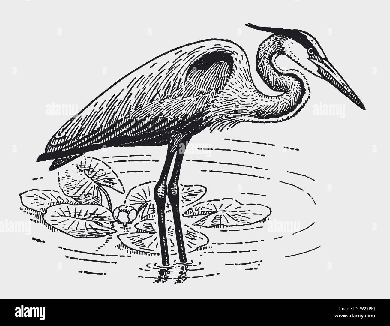 Great Blue Heron (ardea herodias) in ein Gewässer mit Seerosen. Abbildung: Nach einem historischen Gravur aus dem frühen 20. Jahrhundert Stock Vektor