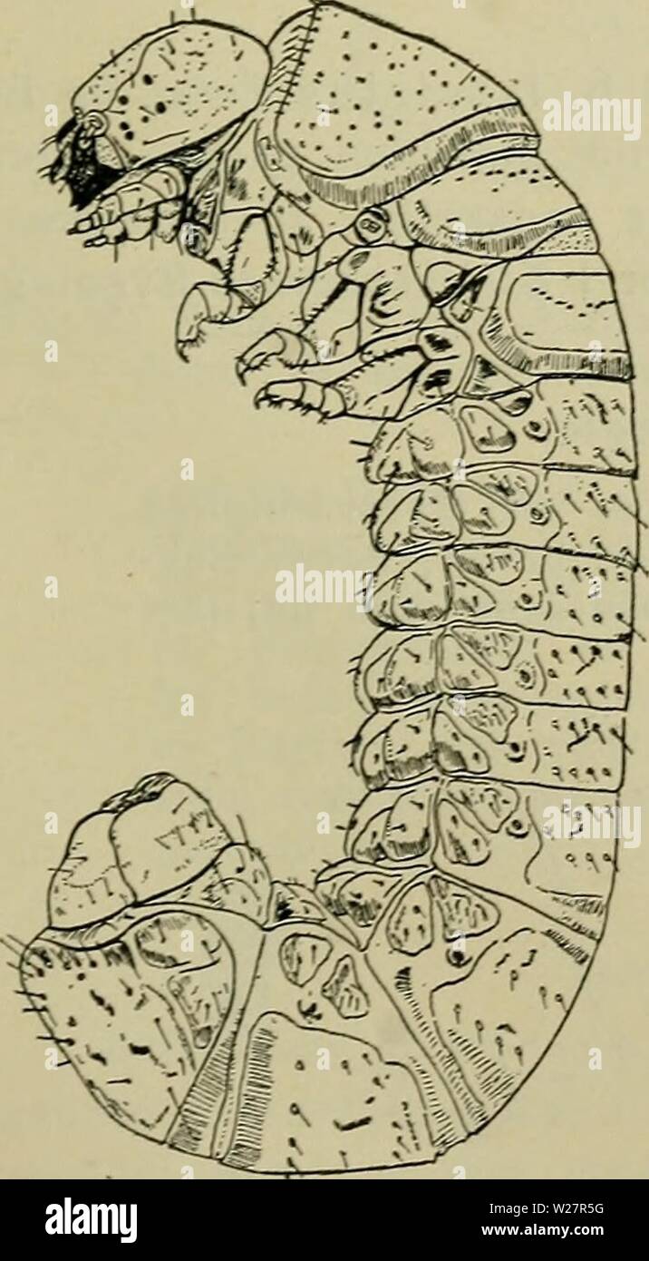 Archiv Bild ab Seite 308 der Danmarks Fauna; illustrerede haandbøger über. Danmarks Fauna; illustrerede haandbøger über den Danske dyreverden.. danmarksfaunaill 44 dans Jahr: 1907 Abb. 97. Byrrhus fasciatus Forst. (Bøving und Craighead). Abb. 96. Cytilus Seri-ceus Forst., Halvt fra Undersiden (Bøving und Craighead). enkelte, Hund ret kraftige Børster. De karakteriseres navnlig ved deres ejendom - melige Krumning, hvor De Korte 1. - 6. Strakt Forlaengelse Bagkropsled staar ich af Hinanden, medens Krum-ningen Alene falder paa Brystet og paa de 4 sidste Bagkropsled. Ligeledes nefaldende iøj - er de Stockfoto