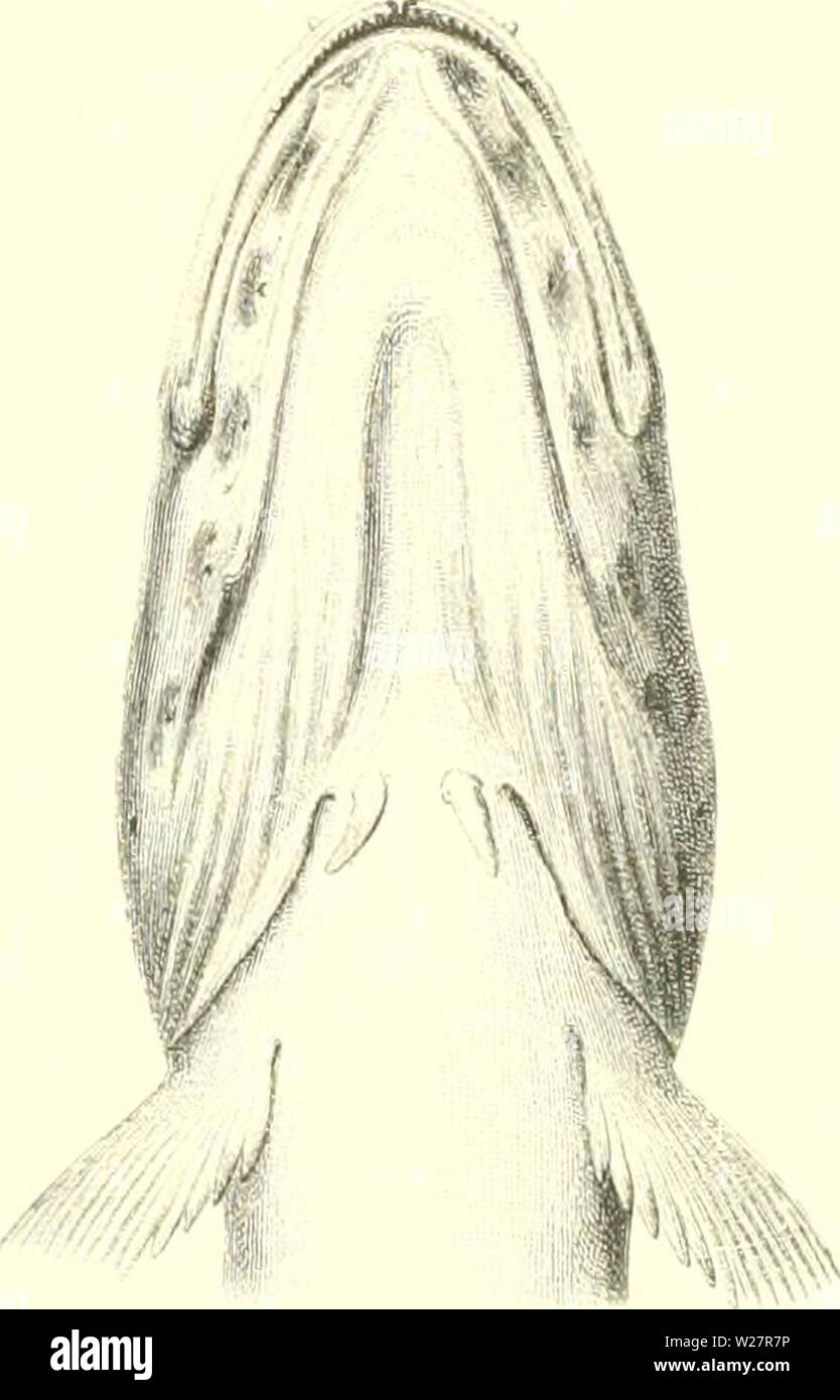 Archiv Bild von Seite 308 des Dänischen Ingolf-Expedition (1899-1953). Die dänische Ingolf-Expedition danishingolfex 2 apt 1 5 daniuoft Jahr: 1899-1953 Fij;. II IJ. Der Leiter der iiiintidi Lycoiies Si'/s, gesehen von Al] Ove ami unter. X&gt; 4. Von a3; ich 5 mm. lange Muster (O) aus dem Innersten des ICH BIN anak Fjord (Westgrönland. 200in. Drvijalski-Expedition (Dr. l. Vanhoffeni, ly.. iSg.zwischen den beiden eves ist fast ecpuil Zu-/, rds der Längs- Durchmesser des e) e (im alten Spezi - mens C | uite ecpial zu dieser). Die Länge des Mauls bis zum e' e, 3,5-2, q in der metalldampflampen Stockfoto
