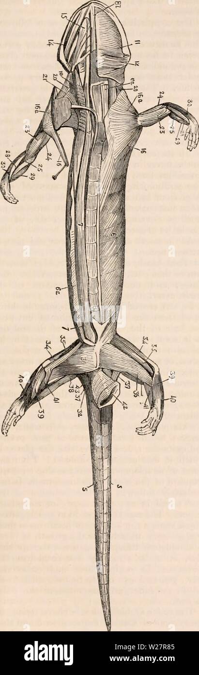 Archiv Bild von Seite 308 des cyclopaedia von Anatomie und. Die cyclopaedia von Anatomie und Physiologie cyclopdiaofana 0401 Todd Jahr: 1847 REPTILIA. 287 Zwischenzeiten (208,23 £) und des Trizeps extensor der Fore-arm. Abb. 208. Muskeln der Salamander terrestris. Auf den Vorderflügeln-arm zu unterscheiden ist zwischen der flexor Carpi radialis (25), der flexor Carpi ulnaris (Abb. 207, 26), der extensor Carpi ulnaris (27), der extensor Carpi radialis (Abb. 208, 28), eine Kom munis flexor digitorum (29), und eine extensor digitorum communis (30). Muskeln der Tlic Extremitäten behindern. - Die Dicke flexor des Oberschenkels (Abb. 20. Stockfoto