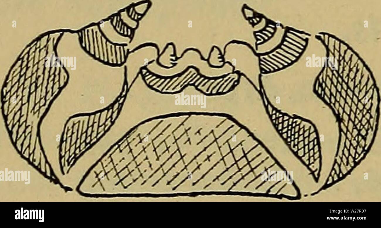 Archiv Bild ab Seite 309 der Danmarks Fauna; illustrerede haandbøger über. Danmarks Fauna; illustrerede haandbøger über den Danske dyreverden.. danmarksfaunaill 31 dans Jahr: 1907 Criocerini. Criocerin-Gruppens Larver) Stemmer overens Med de følgende Gruppers Larver ved at en Lille, af-rundet Kaebeflig, en Unter-laebe af almindelig Størrelse og Ved, an alle 9 Par Spirakler er ens, simpelt tragtdannede. løvrigt Criocerin-Lar kendes - Verne bedst ved det Ekskre - mentdaekke, Som findes paa Ryggen. Hovedet (Abb. 3f a.) Äh, middelstort kraftigt kitini - seret, med omtrent Cirkel-formet Omridische Stockfoto