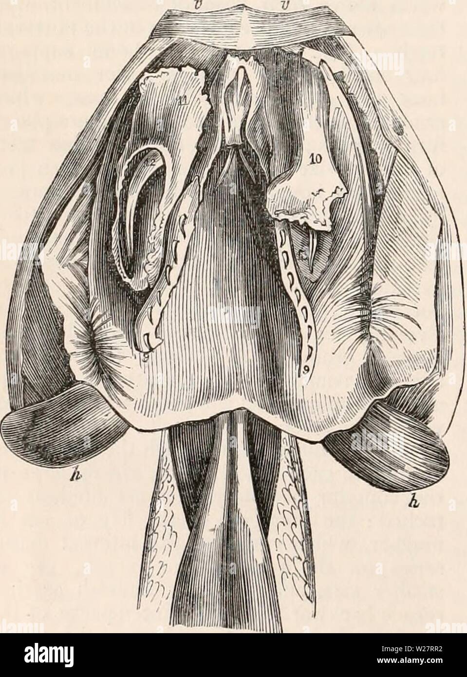 Archiv Bild von Seite 311 des cyclopaedia von Anatomie und. Die cyclopaedia von Anatomie und Physiologie cyclopdiaofana 0401 Todd Jahr: 1847 290 REPTILIA., in denen die Zähne im Oberkiefer in der Größe auf dem hinteren Teil des Knochens zu erhöhen, die große Klemme Zähne der Serie sind tra-entlang der vorderen und der konvexen Seite durch eine Längsnut auskennen. In der Bucephalus capemis die zwei oder drei hinteren max-illary Zähne diese Struktur vorhanden, und sind viel größer als die vorderen Zähne, oder jene der pfälzischen oder premandibular Serie; sie fügen hinzu, die wesentlich zur Macht der retaini Stockfoto