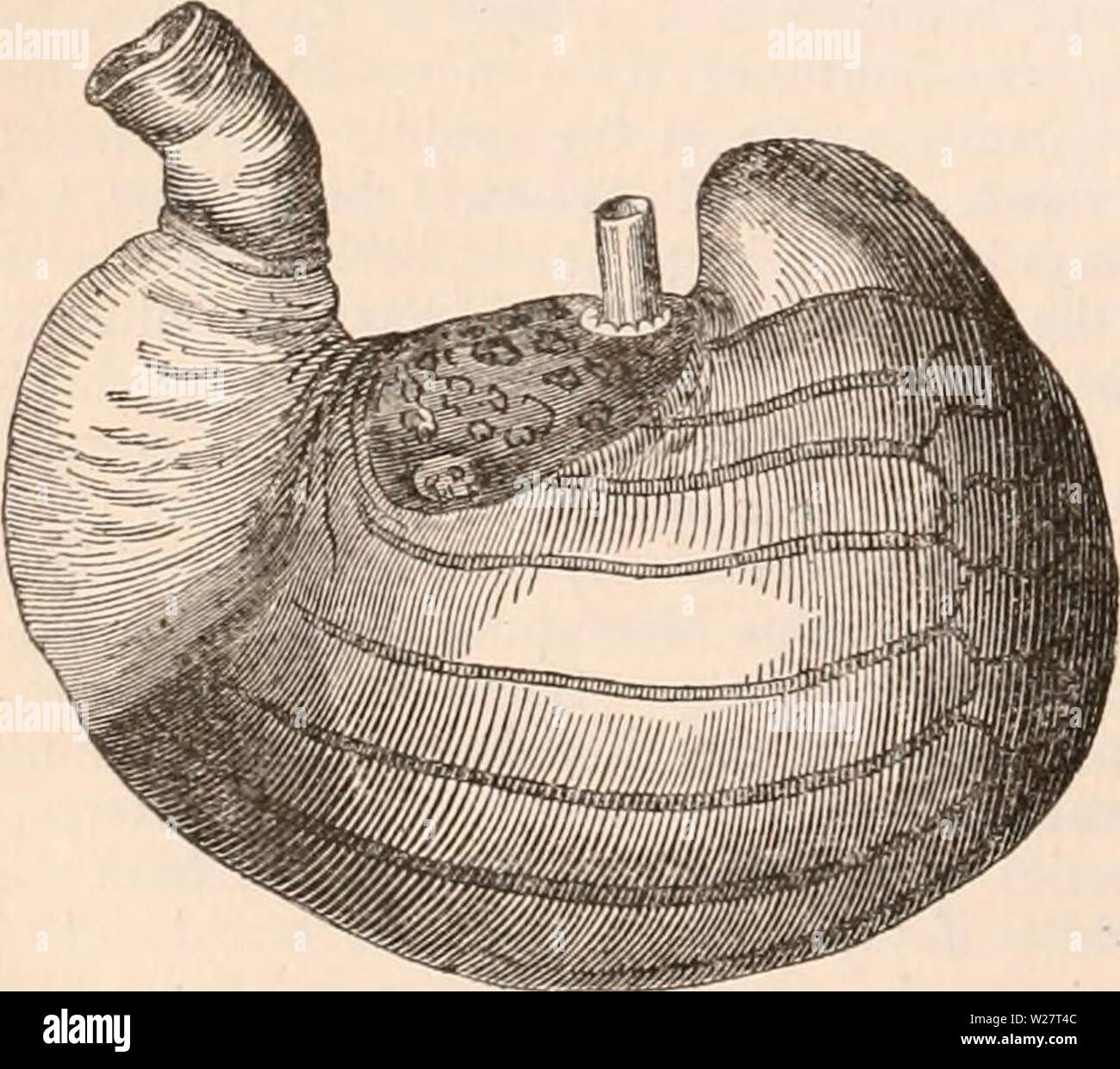 Archiv Bild ab Seite 313 Der cyclopaedia von Anatomie und Stockfoto