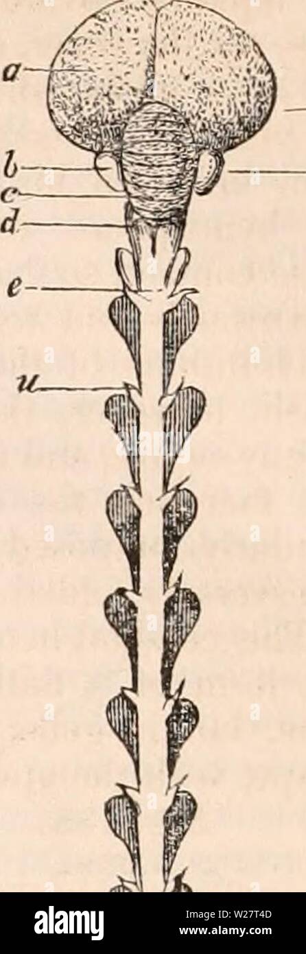 Archiv Bild ab Seite 313 Der cyclopaedia von Anatomie und Stockfoto