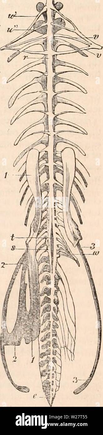 Archiv Bild ab Seite 313 Der cyclopaedia von Anatomie und Stockfoto