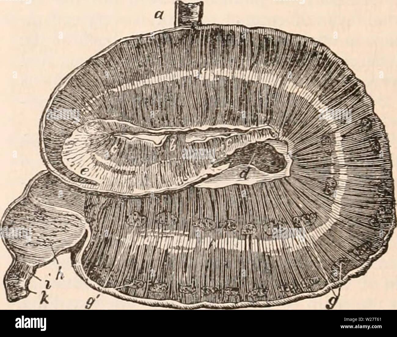 Archiv Bild ab Seite 313 Der cyclopaedia von Anatomie und Stockfoto