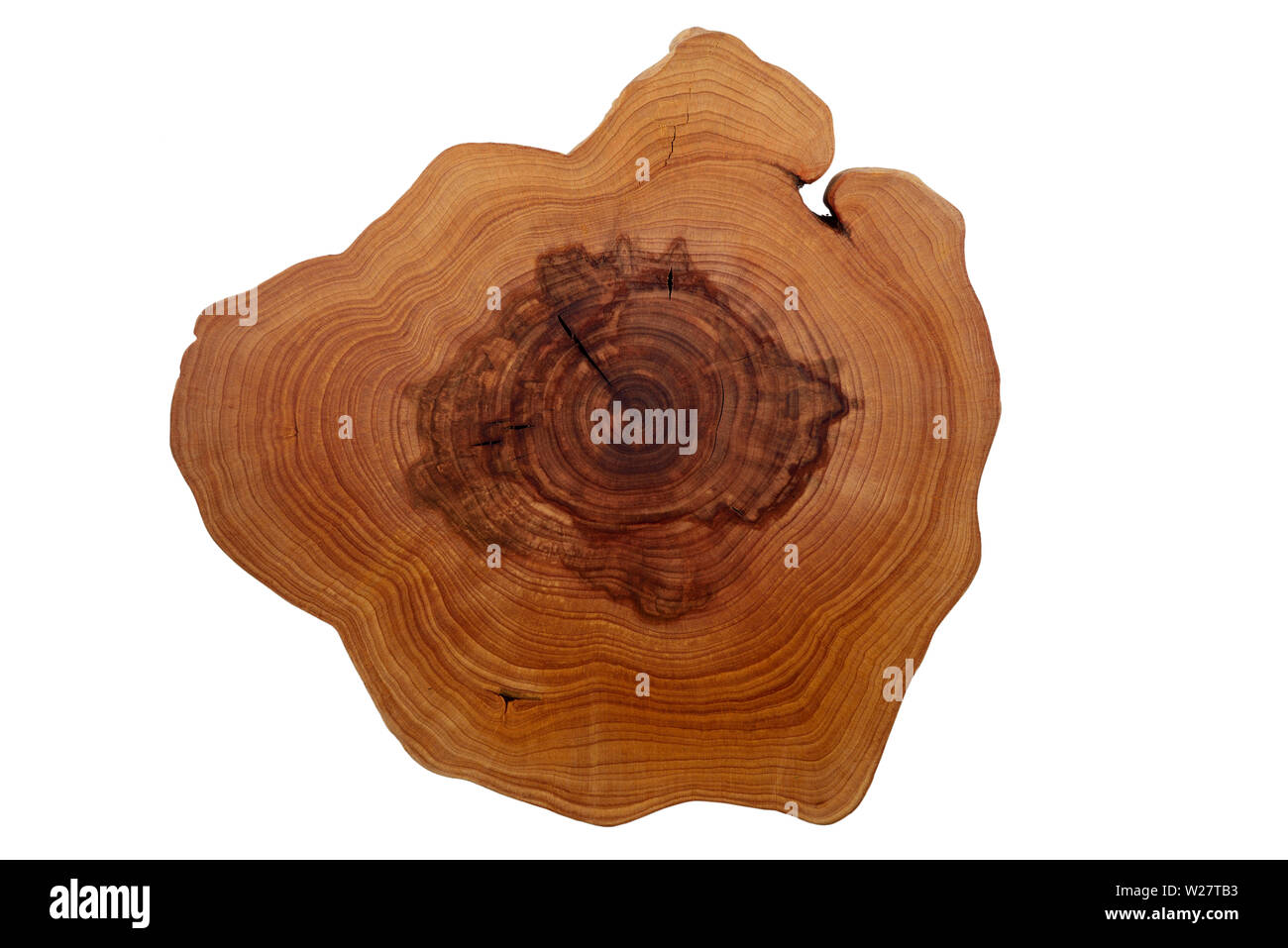 Einen Schnitt von einem Baum mit Jahrringe auf weißem Hintergrund Stockfoto