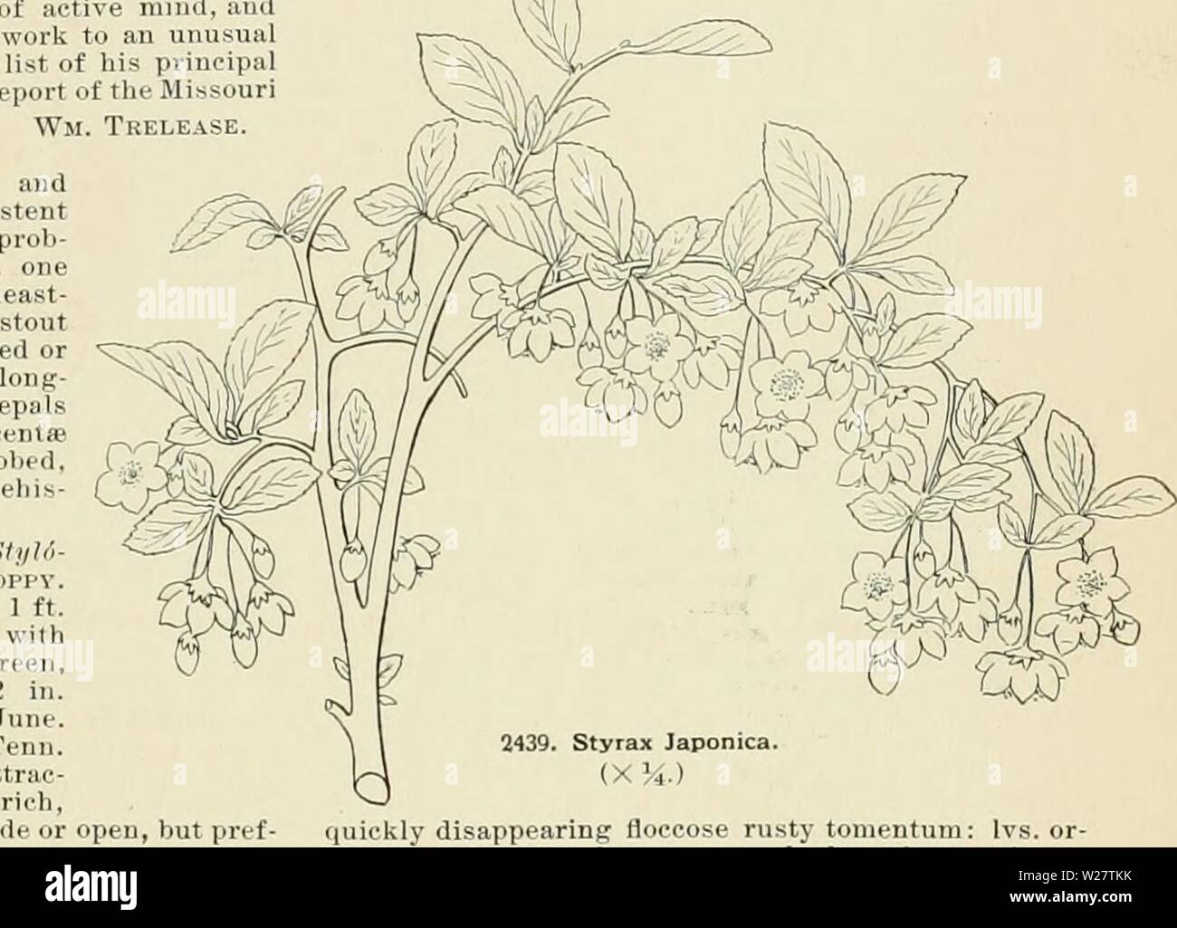 Archiv Bild ab Seite 316 der Cyclopedia der amerikanischen Gartenbau, bestehend aus. Cyclopedia der amerikanischen Gartenbau, bestehend aus Anregungen für den Anbau von Gartenpflanzen, Beschreibungen der Arten von Obst, Gemüse, Blumen und Zierpflanzen in den Vereinigten Staaten und in Kanada verkauft, zusammen mit geographischen und Biographische Skizzen cyclopediaofam 04 Kaution Jahr: 1900 STURTEVANT 30 1898 Obwohl der Grad der M D fro Tl. "Anj tacenei anbringen, I6 Z 10 iH.. theHarvarl Mel 1s 1ool D St rt an e er i ra B im jb> chlet 1 t> ich ic1 ijraijish ticelthei f t 1 1 1 t Stockfoto