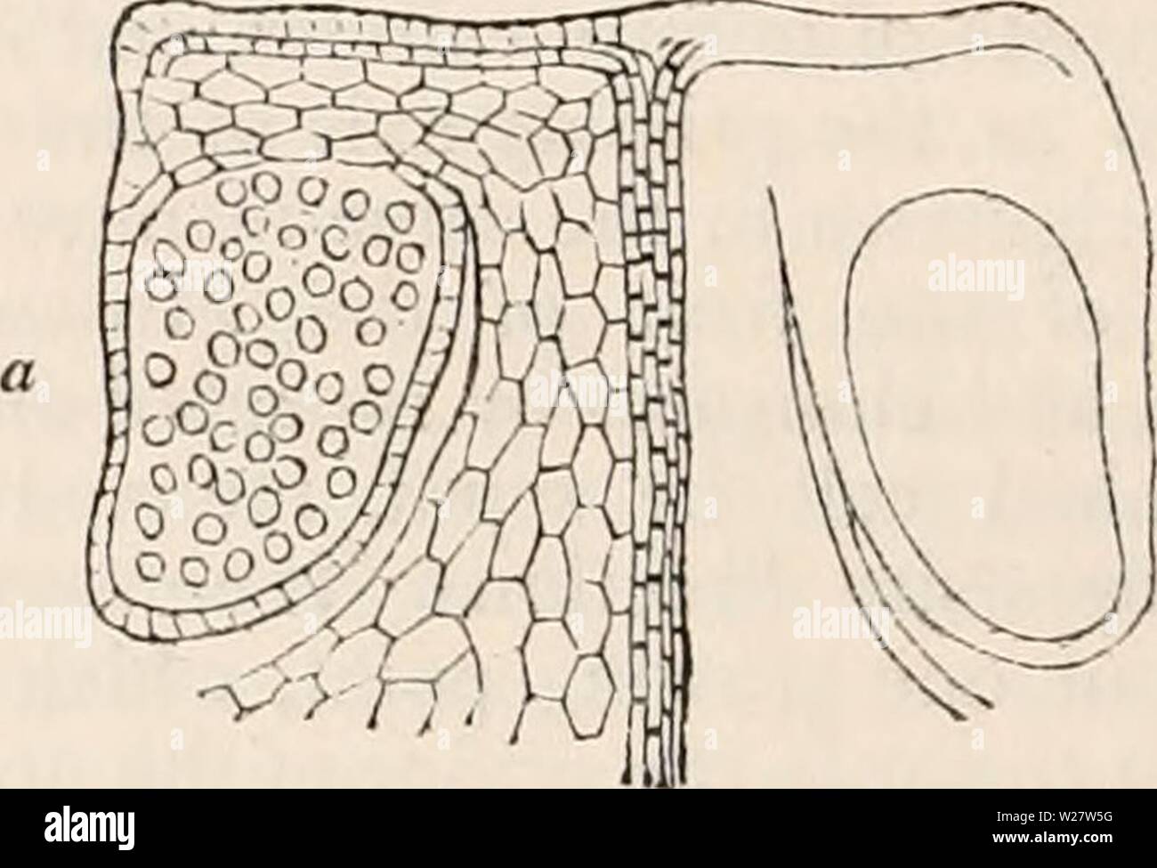 Archiv Bild von Seite 317 des cyclopaedia von Anatomie und. Die cyclopaedia von Anatomie und Physiologie cyclopdiaofana 05 Todd Jahr: 1859 aufeinander, die com-bine zu bilden eine kreisförmige Mauer um einen zentralen Hohlraum, der den Keim enthält überlagert, und ist die Kündigung des Vierecks Kanal. Auf der Umwandlung der Keimzelle in der Embryo, Beobachtungen noch nicht wollen. 89. Sporen und sporangien.- Die Organe, auf die sich die Spore-Fälle werden unterstützt werden ar-in Quirlen reichten im oberen Teil der Früchte rund - Lager stammen. Sie scheinen Modifikationen der normalen Stammzellen zu-le. Stockfoto