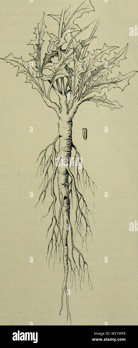 Archiv Bild ab Seite 320 von Das Leben der Pflanze (1906). Das Leben der Pflanze daslebenderpflan 07 fran Jahr: 1906 S) ic § acffrÃ¼cf) tc. 2 Si> cingefÃ¼f) rte fÃ¼nftlirf) e vodnung ber 33 (Ã¤tter unb ber und ber (Srnte abgetrennten Ã¶pfe Burd) fÃ¼nftUrf) e SGBÃ¤rme erroeitert iRuungSmÃ biefe â¶ glidifeit. Ift seltener bie birefte en) innung Don Âpiritui auÂ § SiÃ¼ben, meifl roirb Erft bie bei Gvo; ucfer=geroinnung nebenbei ert) altene Ã ¤ Relaffe bQ 3 ubenÃ¼t, unbun=bebeutenbi [tbie 33 er=n) enbungbcÂ § gebarr = 10 S'iÃ¼benf'Ã¶ rperg jur Bereitung eineÂ § iaffeefurrogateÃ ¤. SÃeit mef) r roirb bie 3 Icf) (orie Stockfoto