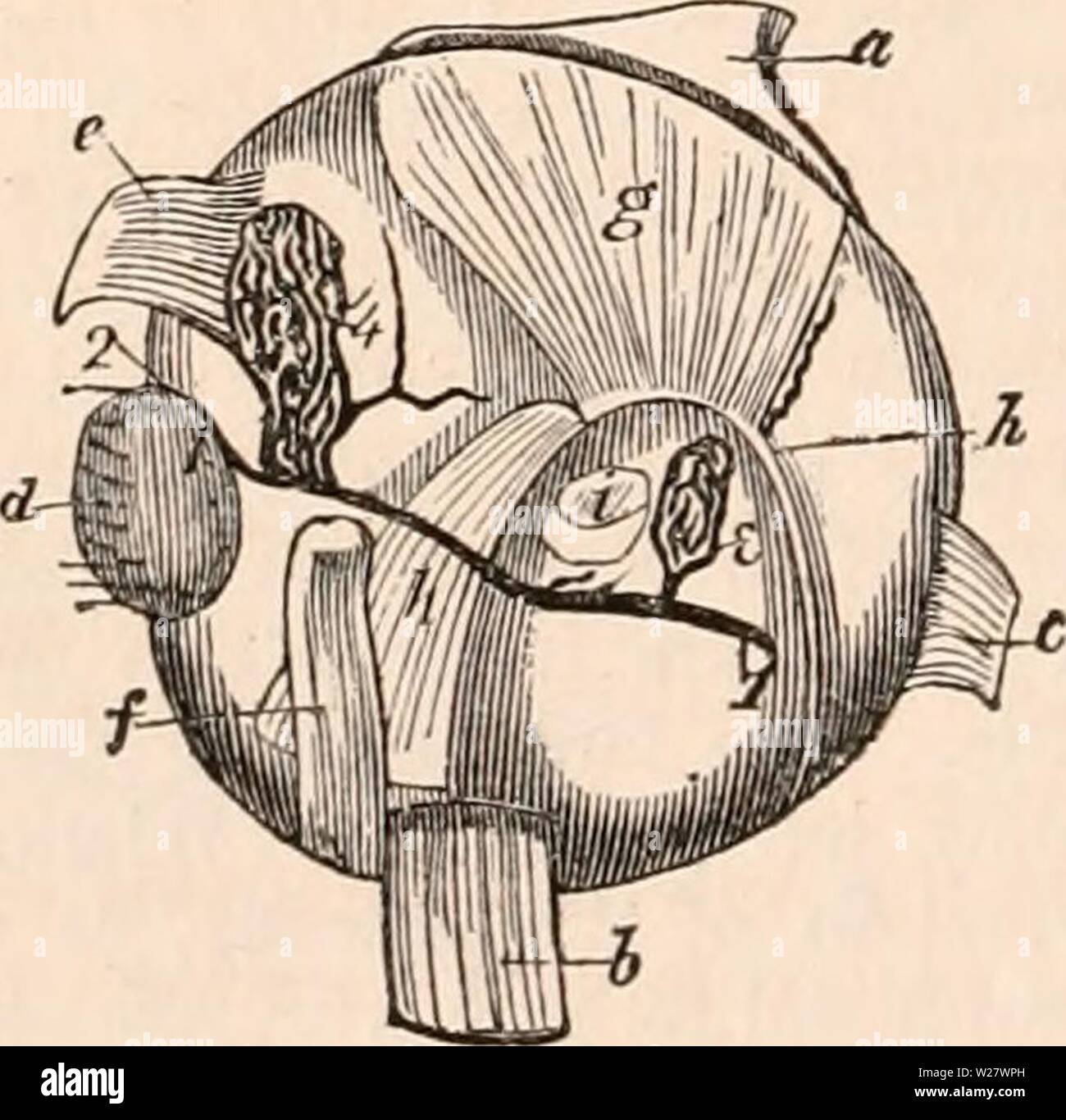 Archiv Bild ab Seite 321 Der cyclopaedia von Anatomie und Stockfoto