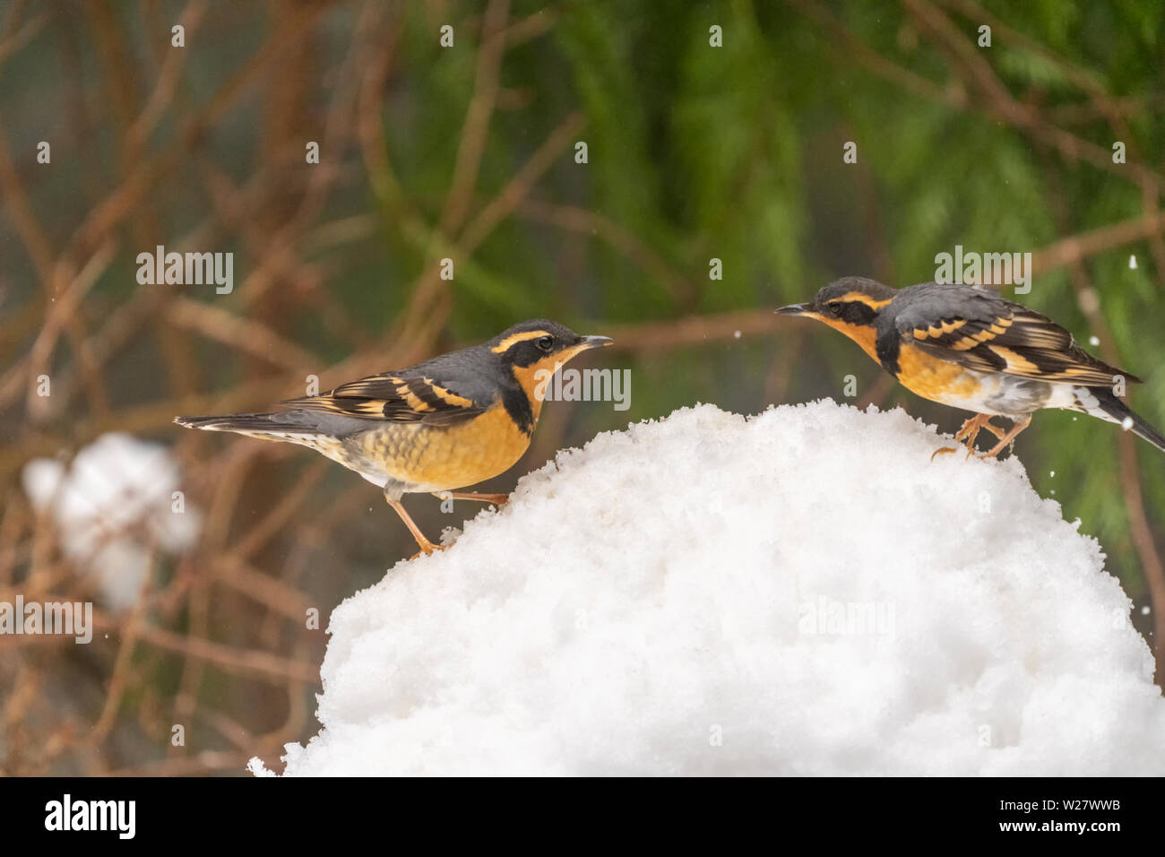 Issaquah, Washington, USA. Zwei männliche Abwechslungsreiche Drosseln stehen auf einer tiefen Haufen Schnee während ein wenig Schneefall, jeden Anspruch auf das Gebiet des jeweiligen Schnee Stockfoto