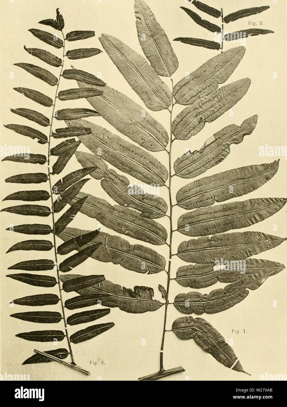 Archiv Bild ab Seite 324 der Denkschriften der Kaiserlichen Akademie der. Denkschriften der Kaiserlichen Akademie, Christian/Mathematisch-Naturwissenschaftliche Classe denkschriftender 7901 kais Jahr: 1908 R.V." Wettstein: Botanische Expedition nach Südbrasilien 1901, Bd. I. H. in Christus: Filicinae. Tafel i. H. Hinweis "iberger phot. Lichtdruck v. Max Jaffe, Wien. Denkschriften d. Kais. Akad. d. Wiss. Math.-naturw. Klasse. Bd. 1, Bl. LXXIX. Abb. 1. Alsophila Taeniti? (Roth) Haken. var. laurilolia Chr. - Abb. 2 He. 3 - Msophila Glaziovii Bak. Stockfoto