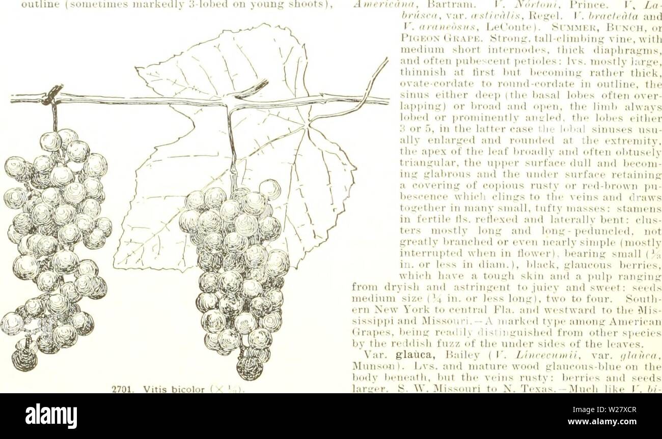 Archiv Bild ab Seite 325 von cyclopedia der amerikanischen Gartenbau, bestehend aus. Cyclopedia der amerikanischen Gartenbau, bestehend aus Anregungen für den Anbau von Gartenpflanzen, Beschreibungen der Arten von Obst, Gemüse, Blumen und Zierpflanzen in den Vereinigten Staaten und in Kanada verkauft, zusammen mit geographischen und Biographische Skizzen, und eine Übersicht über das Pflanzenreich cyclopediaofamer 06 Kaution Jahr: 1906 1954 VITIS dd. Farbige-leaved Trauben, gekennzeichnet durch dicke,,, mindestens Firma Laub, Zinn Irs. Prominent rostig oder Weiß-Tomentose oder Glaucous-blau. Ich', cinerea, ICH. Kunst-zo Stockfoto