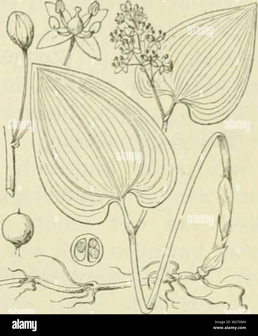 Archiv Bild ab Seite 326 von De flora van Nederland (1909-11). De flora ...
