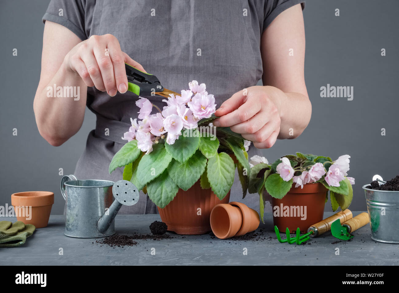 Frau interessieren für Topfpflanzen Saintpaulien violetten Blüten. Stockfoto