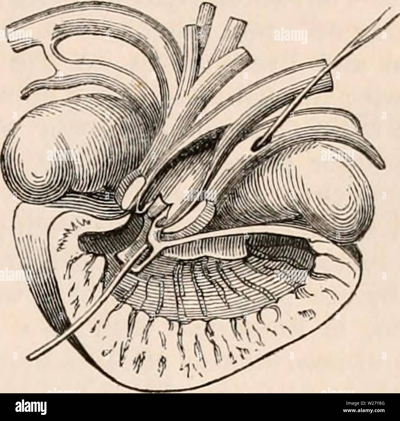 Archiv Bild ab Seite 328 Der cyclopaedia von Anatomie und. Die cyclopaedia von Anatomie und Physiologie cyclopdiaofana 0401 Todd Jahr: 1847 REPT 1 LIA. 307 geprägt von Nitzsch, kann ein Rudi- lung der linken Lunge betrachtet werden. Das Recht, und in diesem Fall die alleinige, pulmonale sac ist unmittelbar unterhalb der Wirbelsäule platziert; es erstreckt sich Posterior so weit wie in der Region der Nieren, und in der coluber Natrix ist von fünf bis sieben Zoll lang, und zur Hälfte bis zu drei Viertel der einen Zoll breit. Seine parietes sind dickste an dem Punkt, an dem die Ringe der Luftröhre aufhören, wo es äußerlich durch ein fib abgedeckt ist Stockfoto