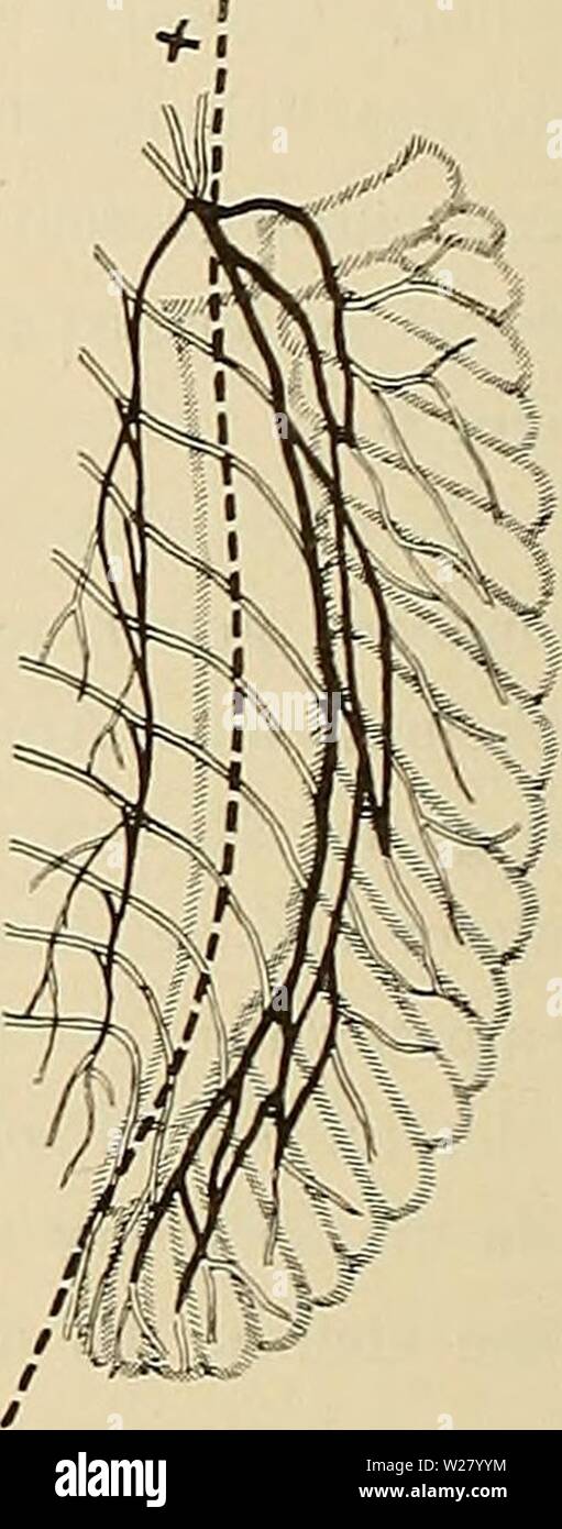 Archiv Bild ab Seite 331 der Denkschriften der Medicinisch-Naturwissenschaftlichen Gesellschaft zu. Denkschriften der Medicinisch-Naturwissenschaftlichen Gesellschaft zu Jena denkschriftender 413 medi Jahr: 1879 Abb. 15. Halbschematische Wiedergabe der Anordnung der Nerven zwischen Knorpel und Musculatur der Flosse, eine Brust - flosse von Ceratodus, b von Acanihias, c Beckenflosse von Ceratodus, d von Acanthias. Contouren des Knorpelskelets mit schräg gestrichelten Linien, Ax des Skelets mit Fett gestrichelter Linie und Nerven mit ausgezogenen Doppelcontouren wiedergegeben. Der Plexus praeaxia Stockfoto