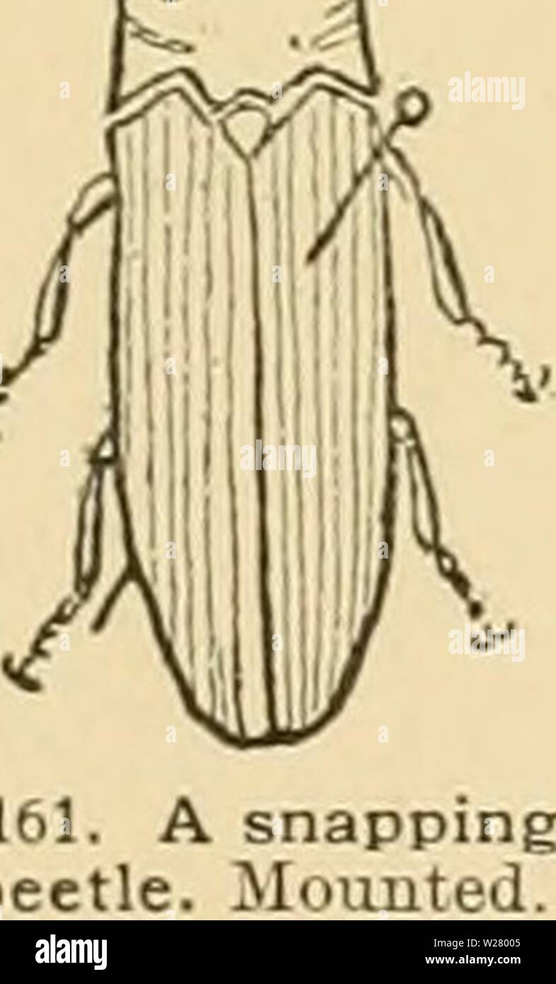 Archiv Bild ab Seite 332 der Cyclopedia der amerikanischen Gartenbau. Cyclopedia der amerikanischen Gartenbau: Bestehend aus Anregungen für den Anbau von Gartenpflanzen, Beschreibungen der Arten von Obst, Gemüse, Blumen und Zierpflanzen in den Vereinigten Staaten und in Kanada verkauft, zusammen mit geographischen und Biographische Skizzen cyclopediaofame 02 Kaution Jahr: 1906 fliegen. Montiert. Säfte innerhalb. Verschiedene kleine Käfer, bekannt als rüsselkäfer, sind verantwortlich für die meisten wormy Muttern. Die meisten von till - Obst Bewertung Insekten sind außerhalb der Reichweite der ordentlichen iii. , Ti.-ides. Die Codling-moth ist Ahinweis Stockfoto