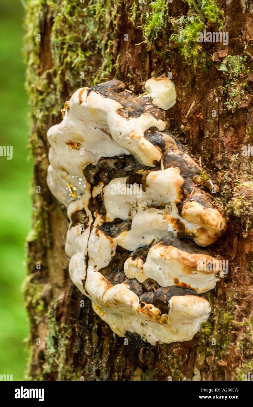 Rot Gurt Conk polypore (Fomitopsis pinicola) in der Nähe von Snoqualmie Pass, Cascade Mountains, Washington, USA Stockfoto