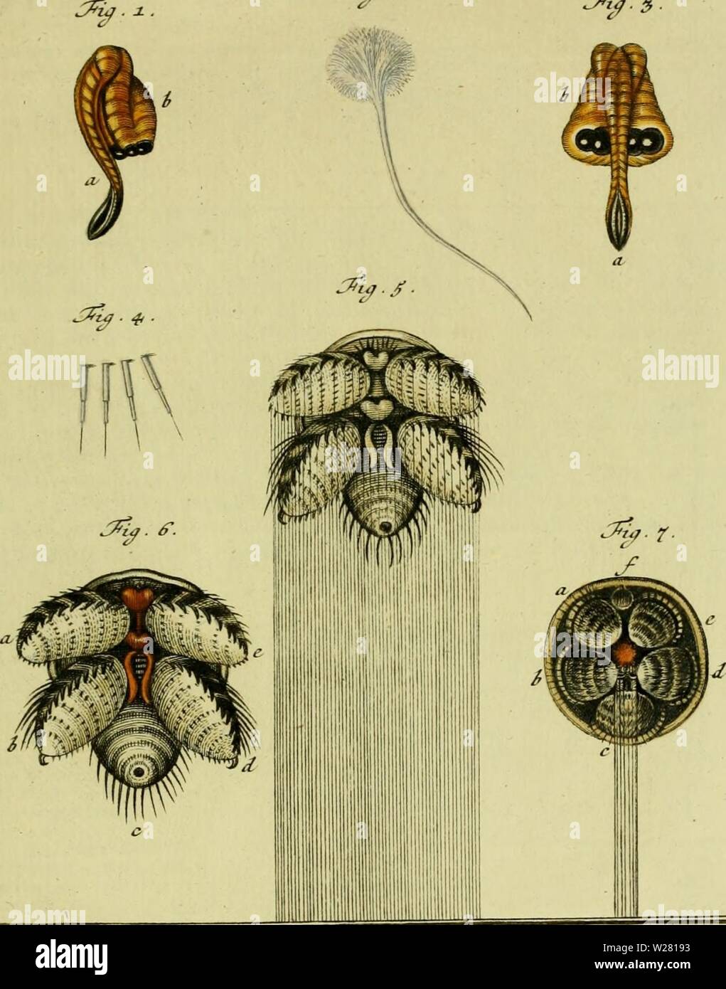 Archiv Bild ab Seite 338 von De natuurlyke Historie der Insecten;. De natuurlyke Historie der Insecten; voorzien met naar 't Leven en getekende gekoleurde plaaten denatuurlykehist 0401 Rs Jahr: 1764-68 TOM W. Tah. XXXVIII. 1. J'a. .É. /Se aX-, fèc. etr lOcc. Stockfoto
