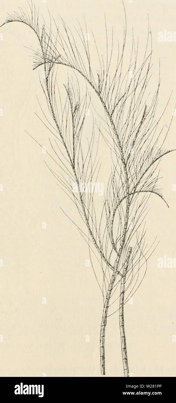 Archiv Bild ab Seite 342 von Dansk botanisk Arkiv (1913-1981). Dansk botanisk Arkiv danskbotaniskark 03 dans Jahr: 1913-1981 F. Børgesen: Reptilia des Dänischen W. Indies. 335 der Filamente. Eine branchlet ist von jedem Segment, so, dass Sie abwechselnd auf beiden Seiten des Median hne von der Hauptniederlassung in diesem n Weise in zwei Reihen auf beiden Seiten auf der dorsalen Seite der Zweigniederlassung (Abb. bilden platziert sind. 336 a). Die branchlets neigen auf der Oberseite (Abbn. 334, 335 a) Erteilung von der Mutter Zweig mit spitzen Winkeln; sie sind monosiphonous, Unverzweigten und, wenn sie voll entwickelt, c Stockfoto