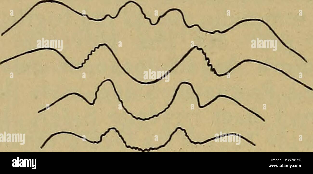 Archiv Bild ab Seite 343 der Danmarks Fauna; illustrerede haandbøger über. Danmarks Fauna; illustrerede haandbøger über den Danske dyreverden.. danmarksfaunaill 47 dans Jahr: 1907 340 langt som tykt, kortere Ende 3. og 4. Led tilsammen. Tun - gen veludviklet. Cerci ret Korte, Rummet imellem dm Ca. IV 2 Gang saa langt som bredt. Hofteringens Unterseite, navnlig paa den inderste Halvdel, ret sparsomt Emogirli med Børster. Larven er Kendt bis 4 af Slaegtens 8 danske Arter. b. c. d. Abb. 55. Ophonus. Panderande. a. Azureus; b. puncticollis (ung Dove); c. angusticollis; d. seladon. Artsnøgle. 1. Uds Stockfoto