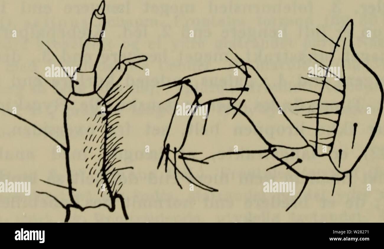 Archiv Bild ab Seite 345 der Danmarks Fauna; illustrerede haandbøger über. Danmarks Fauna; illustrerede haandbøger über den Danske dyreverden.. danmarksfaunaill 76 dans Jahr: 1907 342 ventromedialt. Analrøret tydelig laengere Ende 9. bag-kropsled. Af De Danske arter kendes Larven kun Med sik-kerhed Til den ene. 1. C. fossorL. Erbaut som-slaegten. Laengde 8-10 mm. 8. Broscini. Broscini äh en ret Lille Gruppe, udbredt isaer über de, tempererede Dele af den Nordlige halvkugle, med. kun ganske den ARTER ich de bloße kolde Egne, Männer desuden fmdes der en Gruppe meget naerstående slaeg-ter på den Sy Stockfoto