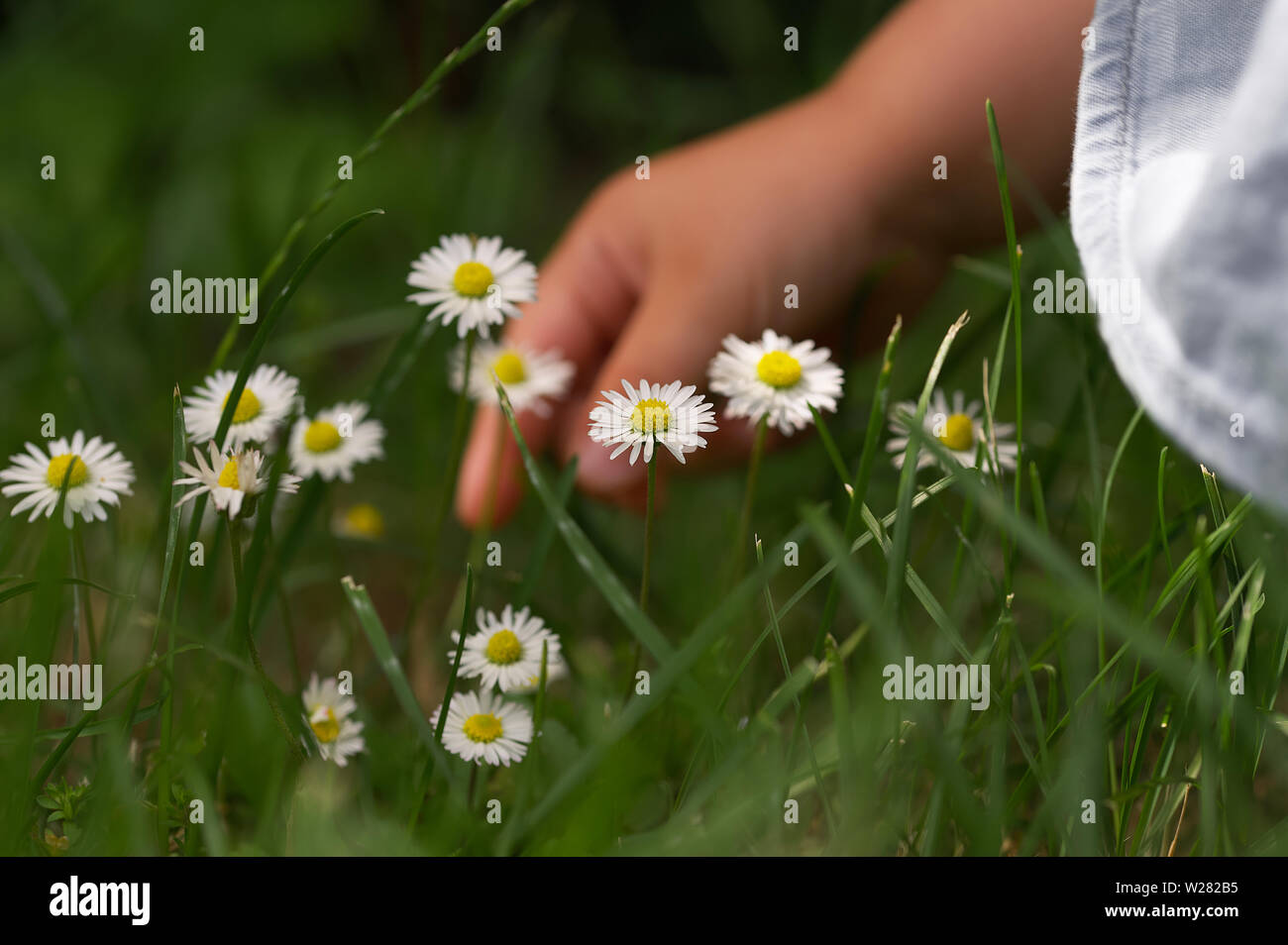 Kind Hand heben eine daisy flower im Hintergrund Stockfoto