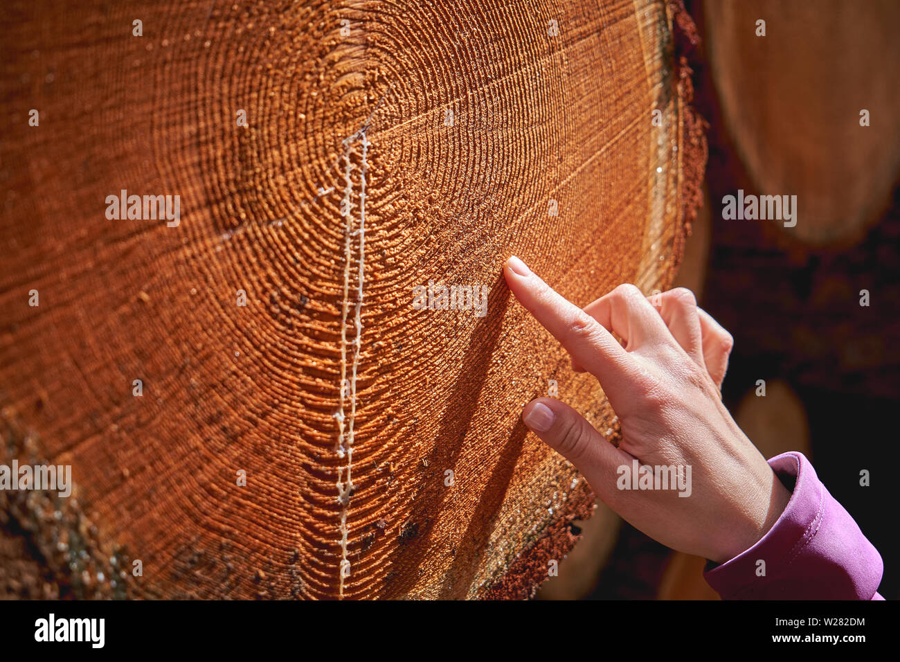 Detailansicht des Schnitts Baumstämmen, die die Alterung der Kreise. Natur Konzept. Querformat. Stockfoto