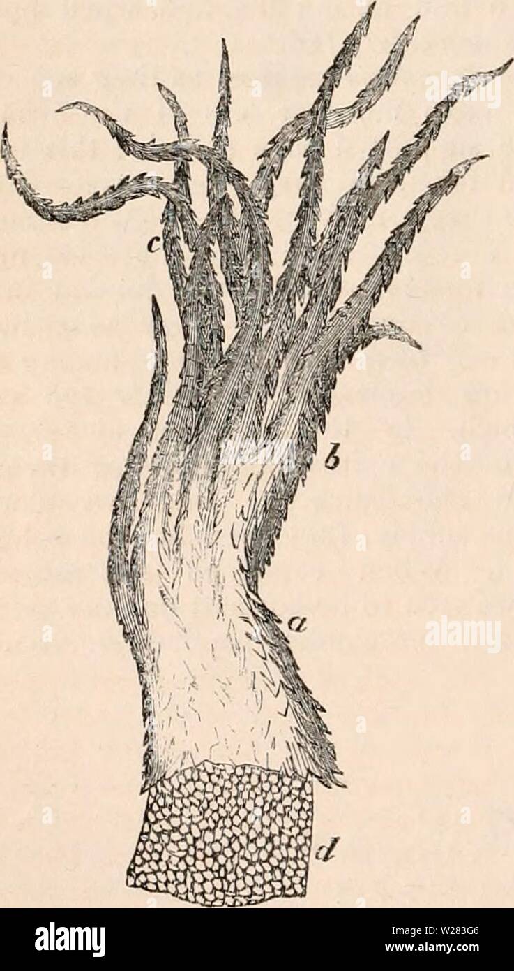 Archiv Bild ab Seite 353 Der cyclopaedia von Anatomie und Stockfoto