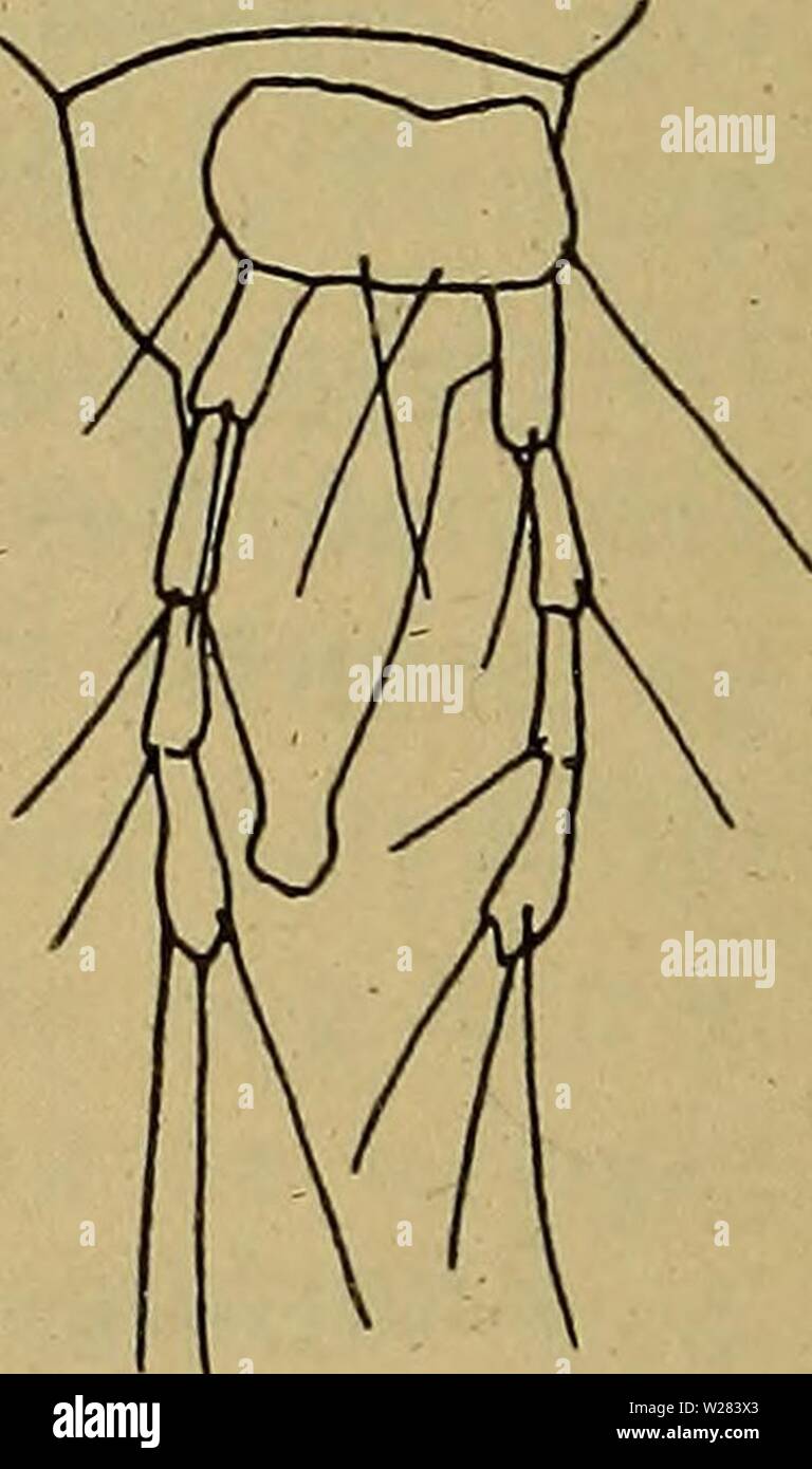 Archiv Bild ab Seite 355 der Danmarks Fauna; illustrerede haandbøger über. Danmarks Fauna; illustrerede haandbøger über den Danske dyreverden.. danmarksfaunaill 47 dans Jahr: 1907 Abb. 63. Lebia chiorocephala, ung Dove. Venstre Kindbakke Panderand med. Ende langt. Ocelgrupperne med-kun 4 Oceller hver, idet de zum NEDRE ich bageste Raekke Reißer. Følehornene plumpe, 3. Led laengst, Meget laengere Ende 1. Kindbakkerne spidse slanke og og ikke saerlig krumme; Retinaculum meget Lille, anbragt naermere ved Basis Ende ved Spidsen. Kae-bepalperne rigelig saa lange som Stipites, 4. Led tydelig laengst. Underl Stockfoto