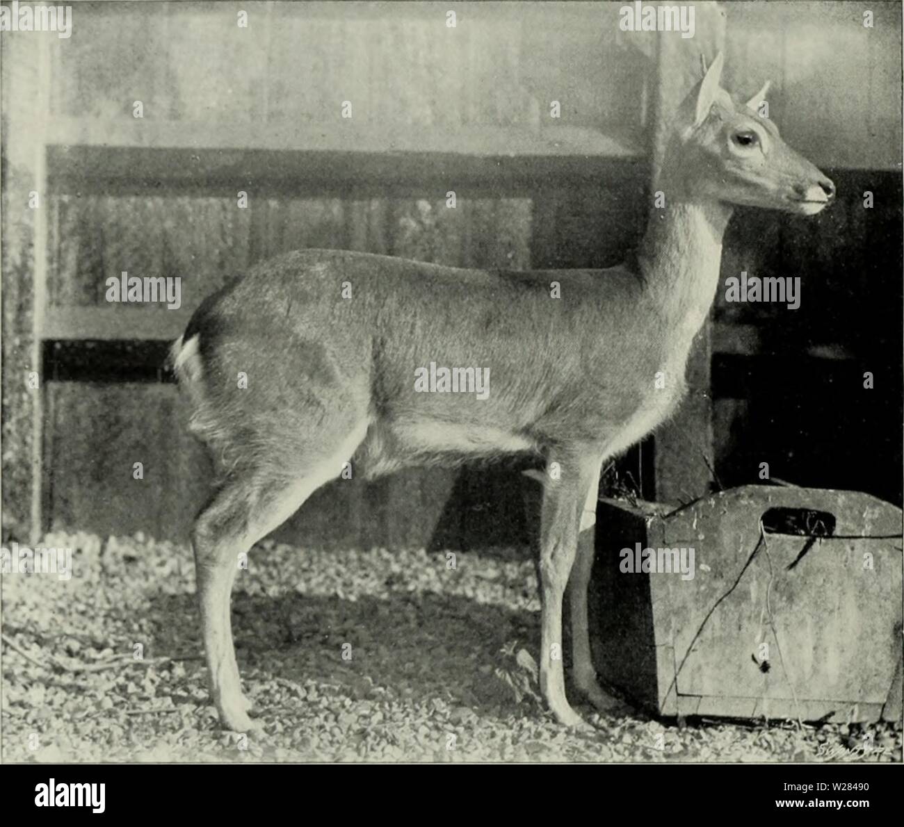 Archiv Bild ab Seite 357 Der Hirsch von allen Ländern;. Der Hirsch vor allen Ländern; eine Geschichte der Familie Cervidae lebenden und Ausgestorbenen deerofalllandshi 00 lyde Jahr: 1898 290 Amerikanische Rotwild Jahr. Es niemals in den Wäldern und Dickichten von Brasilien und Paraguay, sondern beschränkt sich auf den offenen Campos, die hier und dort unter den Wald Traktate, und sind auch der Lebensraum der Brasilianischen Rhea. Auf der argentinischen Pampas das Tier in mehr oder weniger vollständig offenen Land gefunden wird. Früher, als die tussocks der hohen Pampas Gras, die mehr oder weniger dicht über alle Ebenen waren, es gab jede Menge Co Stockfoto