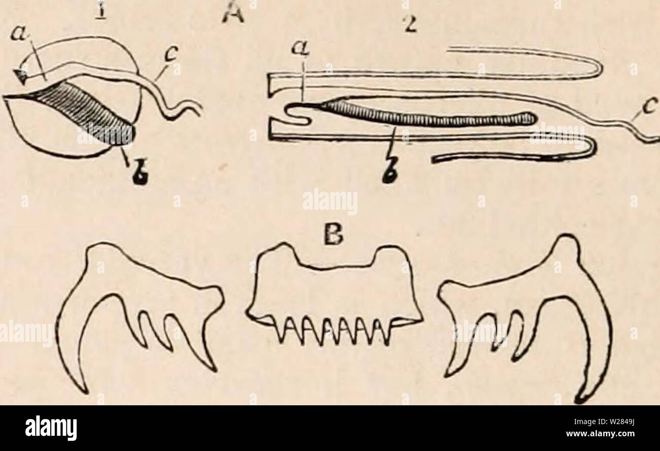 Archiv Bild ab Seite 357 Der cyclopaedia von Anatomie und Stockfoto