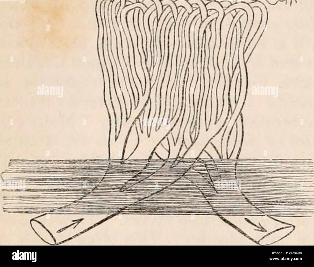 Archiv Bild ab Seite 357 Der cyclopaedia von Anatomie und. Die