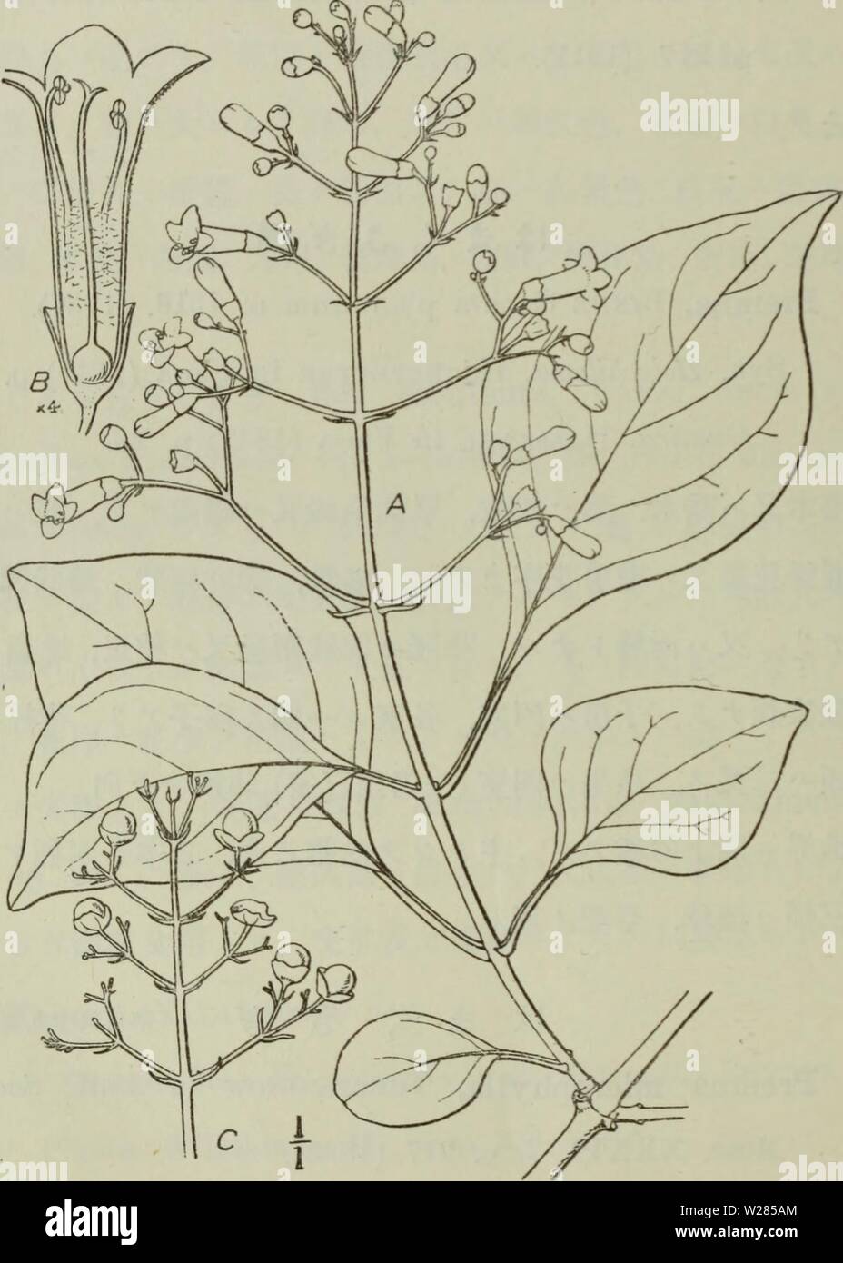 Archiv Bild ab Seite 363 von Dai Nihon jumokushi (1922). Dai Nihon jumokushi dainihonjumokush 1882 naka Jahr: 1922 (348) é¦¬é-è ç§ i/SÂ" Â "N------- N" - Â"Â" N "â'NÂ"&gt;Â"'&gt; w&gt;&gt;------- Â", Â"w"-ãããã'N "Ã'' Das'S/'-w''&gt;Â"Â" der ta/&gt; -&gt;&lt; â"'N" N - 'Np&gt;'Â "w'Â"Â"Â"/II S. 97. (1865). É" ãµä 'Éä¹è³å-ä'ã · ãè Éåå²å ¤ ¥ aeäºãå¾® ae¯ae £. çã¹ Èãã¼å¹" çãå" £ åµå½¢ãå ¨ ç · ãªãè Åãçµéé½ã £¡¡¨é¢¶ ãç È²ãèèä'Ã¦ae¯ã¡Ã¿ç¬¬Ç¾å" åä¹åA. È ± åºãéã ¯, ã¬ ae¡B è±ãç'±Ae¾é¢ C. Aeåºãã¼é ¨ Stockfoto