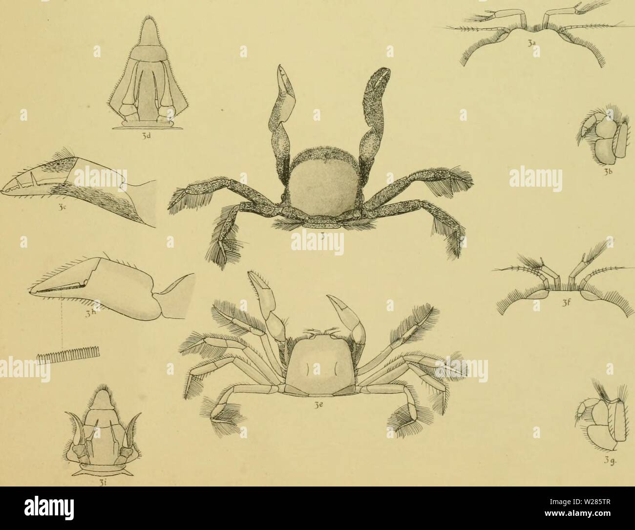 Archiv Bild von Seite 366 des Decapoda Brachyura des Stockfoto