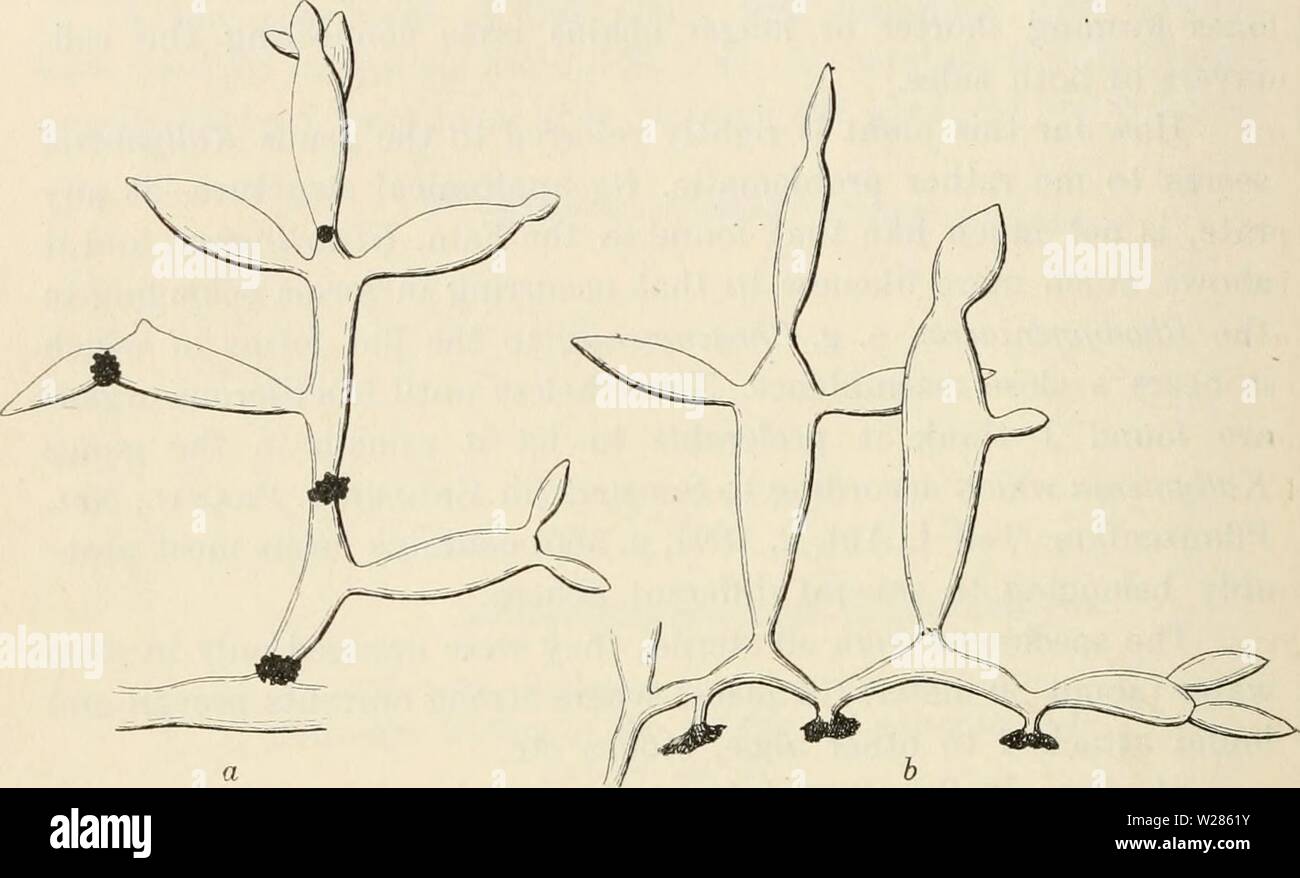 Archiv Bild ab Seite 367 von Dansk botanisk Arkiv (1913-1981). Dansk botanisk Arkiv danskbotaniskark 03 dans Jahr: 1913-1981 360 Dansk Botanisk Arkiv, Bd. 1, Bl. 3. Nr.1. (Abb. 354). Diese sind in der Regel, entwickelt aus der Verengungen der Thallus und bestehen aus einem kurzen Stiel endet in einem breiten Disc. Als der spezifische Name zeigt die Form der Thallus erinnert sehr an die Der Opiintia, eher regelmäßig verengt und wieder vergrößert, so dass es eine Ähnlichkeit zu einer Kette, deren einzelnen Gelenke elhptic länglich sind. Von der dicksten Teil der Gelenke, Abb. 354. Catenella O Stockfoto