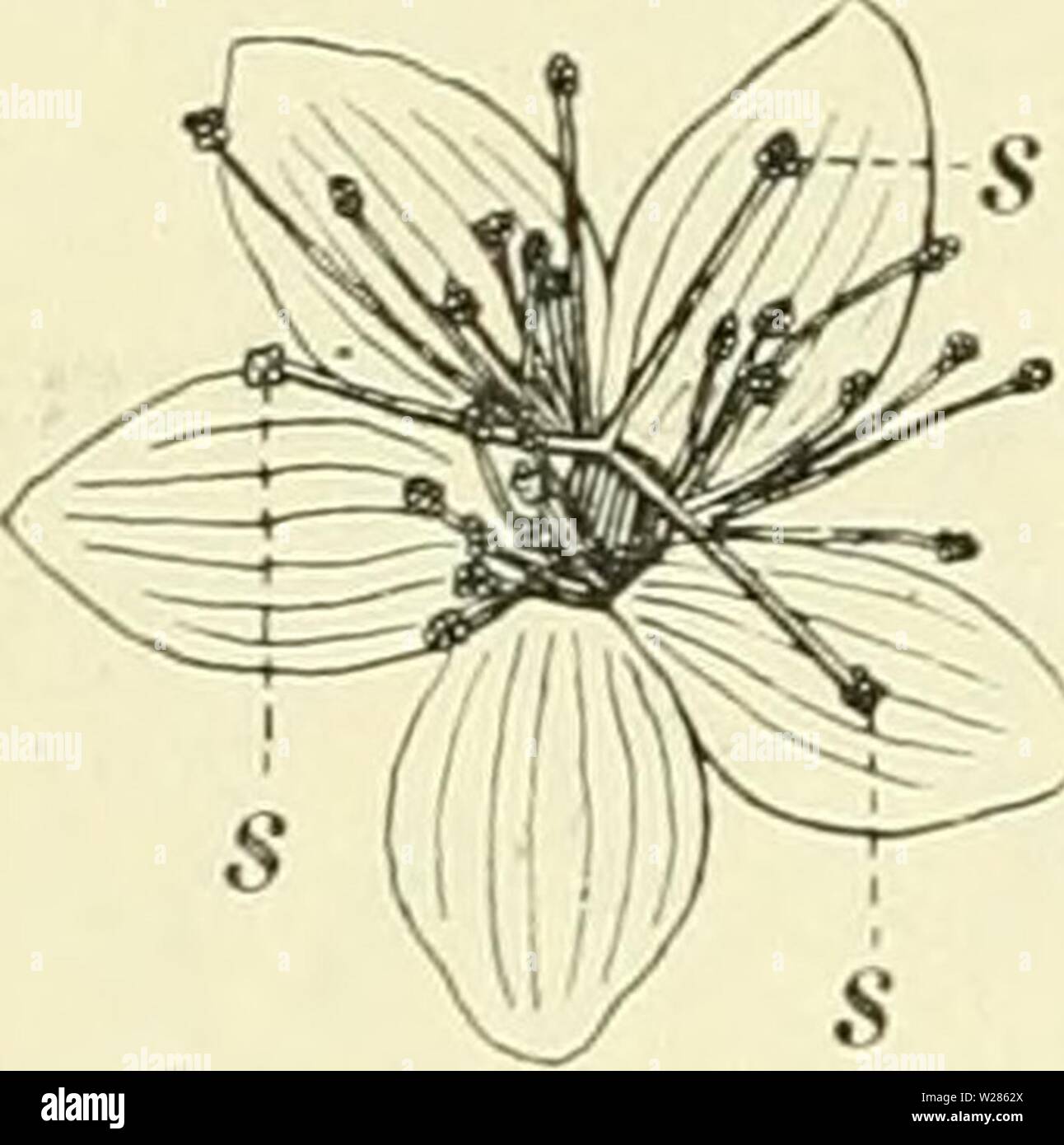 Archiv Bild ab Seite 367 von De flora van Nederland (1909-11). De flora van Nederland defloravannederl 02 heuk Jahr: 1909-11. 336 - HYPERICACEAE. - 44. met iets getanden Rand en met Zwarte streepjes en puntjes. De meel - draden zijn kürzeren Dan de kroonbladen. De doosvrucht ist Langwerpig - eirond (Abb. 401), voorzien van 2 von 3 strepen en Van onregelmatig staande blaasjes, 2-8 dM. . Einde Mai - September. Biologische bijzonderheden. De Inrichting der Bloem met Het oog Op de bestuiving ist ein. v.: Bij het opengaan der Bloem buigen Zürich de Kroon-bladen en de meeldraden naar Buiten en ook de Stockfoto