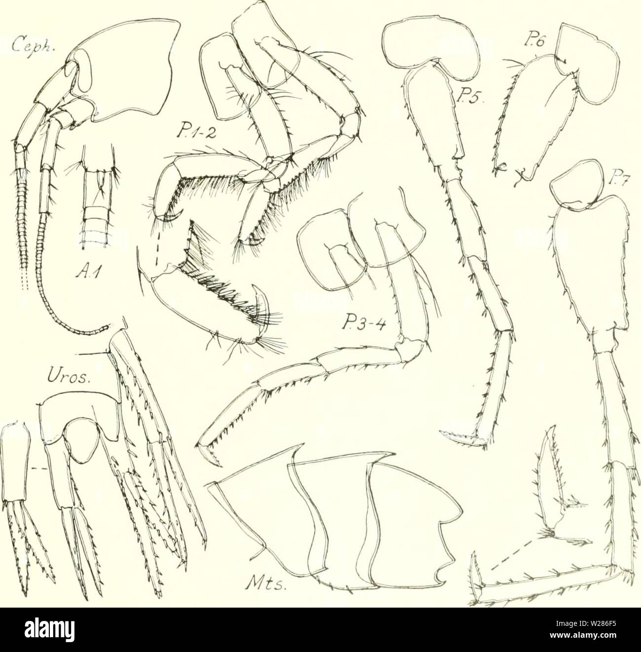 Archiv Bild von Seite 370 des Dänischen Ingolf-Expedition (1899-1953). Die dänische Ingolf-Expedition danishingolfex 3 cpt 8 daniuoft Jahr: 1899-1953 CRUSTACEA MALACOSTRACA. Vii. 289 Verteilung. Die Art ist nicht außerhalb von Grönland gefunden. Stebbing (1906) Notizen aus Spits - bergen, aber das ist ohne Zweifel falsch; geht 1866 Datensätze aus Grönland Proben (Kroyer), nicht aber von Spitzbergen. ♦ 284. Gleippides bicuspis n. sp. (Abb. 81) (Tabelle 51, partim). Vorkommen. Diese neue Sorte wurde zweimal von der "Ingolf" und einmal durch die 'Thor' gesichert; die Städte und Gemeinden sind: - W. von Island: 65° 4' N, j Stockfoto