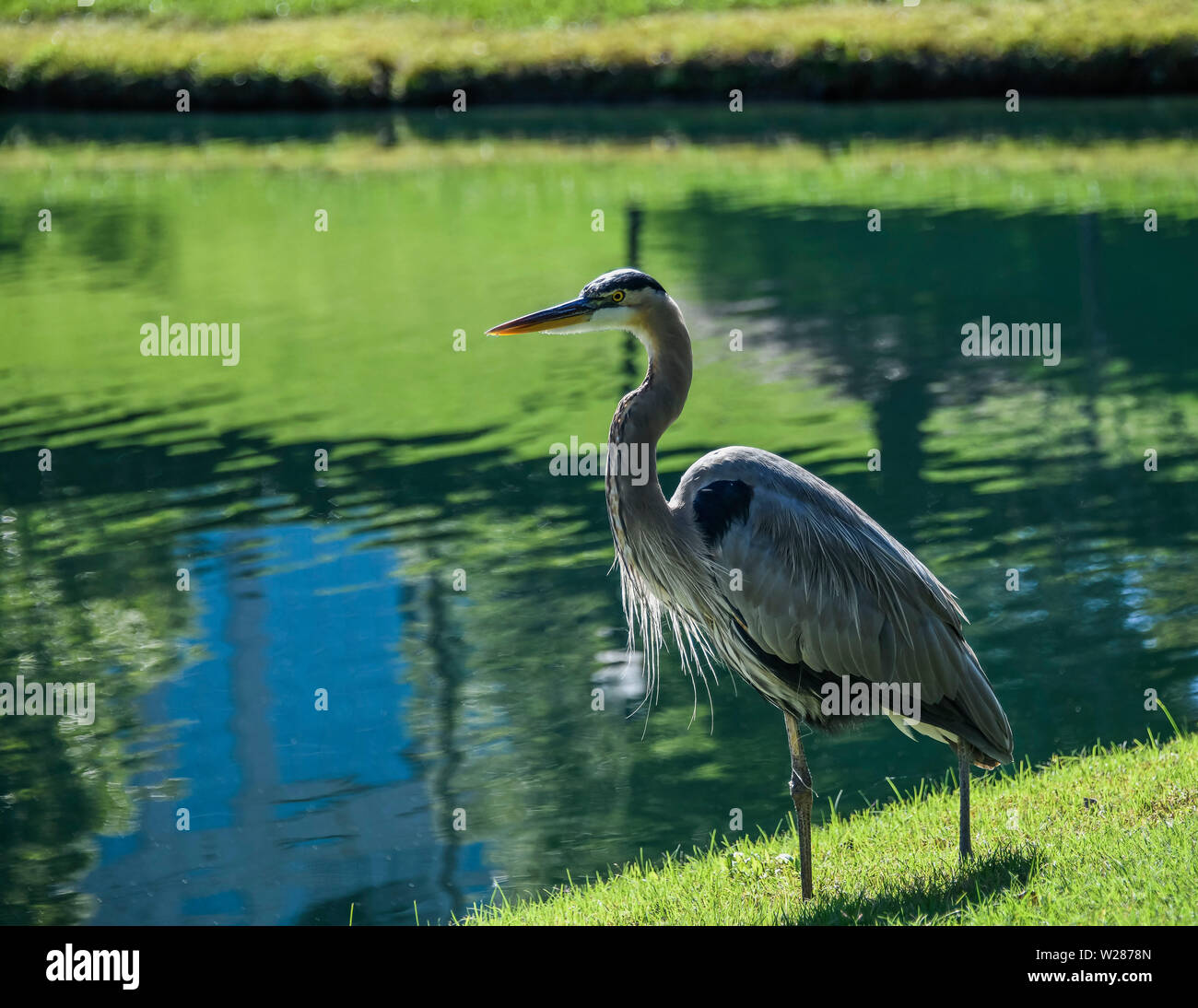 Ein Great Blue Heron in der Nähe von einem Teich. Stockfoto